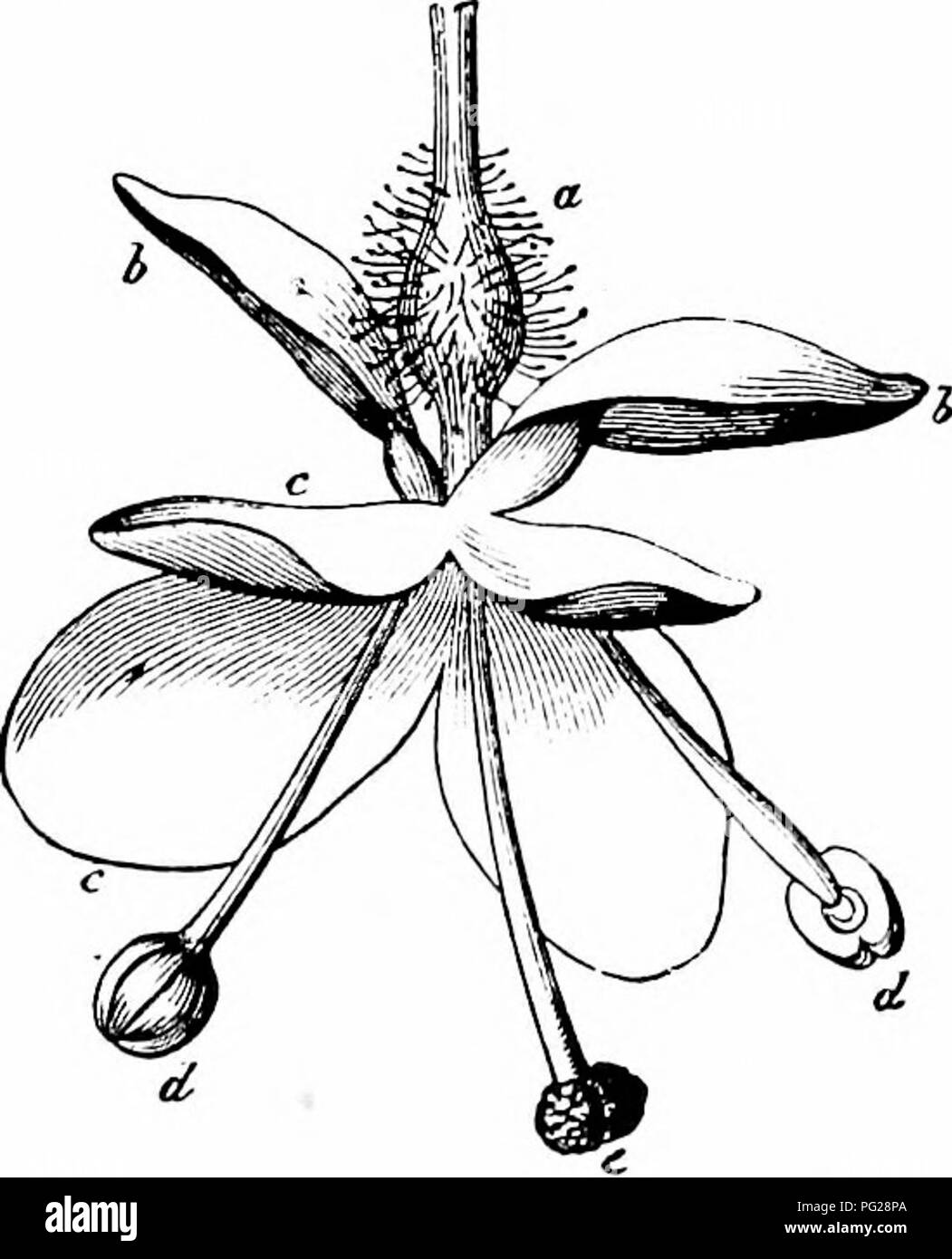 Questa illustrazione tratta dal "Manuale dell'impollinazione dei fiori" mostra il processo di impollinazione della Veronica latifolia, un fiore comunemente visitato dalle mosche volanti. L'immagine fornisce viste dettagliate della struttura del fiore, inclusi sepali, petali, nettare e stami, per spiegarne la fecondazione da insetti. Foto Stock
