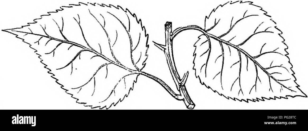 Questa guida agli alberi e agli arbusti britannici fornisce descrizioni dettagliate delle specie native e straniere, concentrandosi sulla loro propagazione, cultura e usi. Comprende varie illustrazioni per l'identificazione e consigli pratici sul giardinaggio. Foto Stock