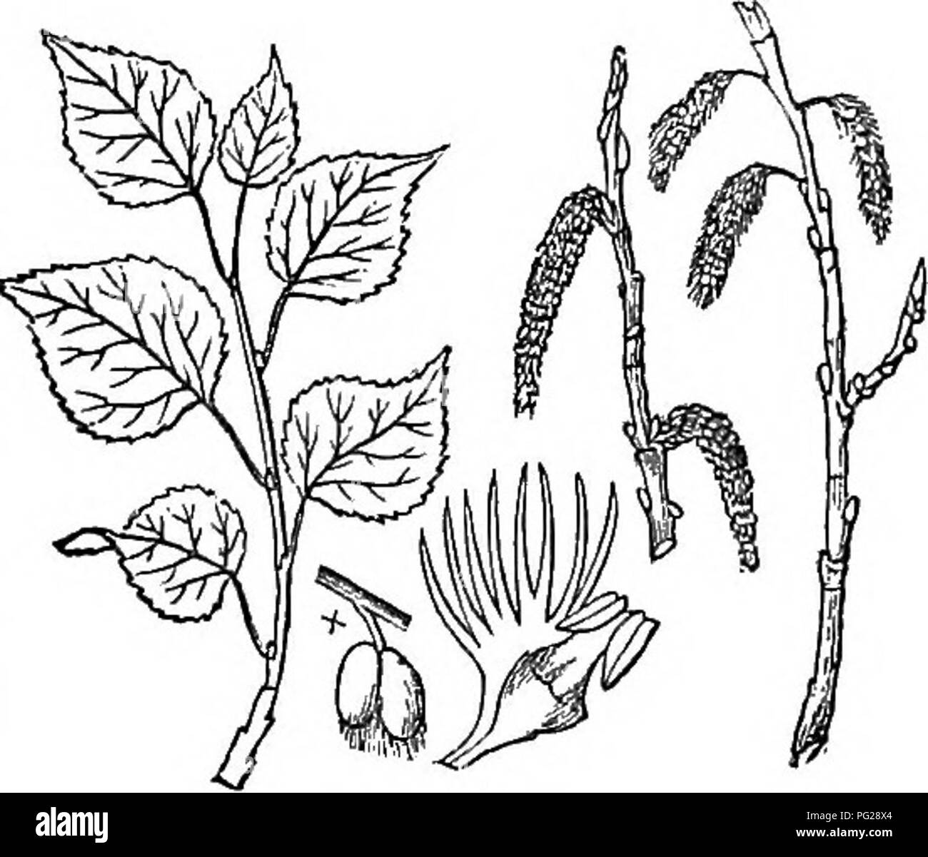 Questa versione abbreviata del *Arboretum et Fruticetum Britannicum* contiene descrizioni di alberi e arbusti resistenti nativi e stranieri della Gran Bretagna, fornendo informazioni sulla propagazione, la cultura e gli usi di varie specie. Foto Stock