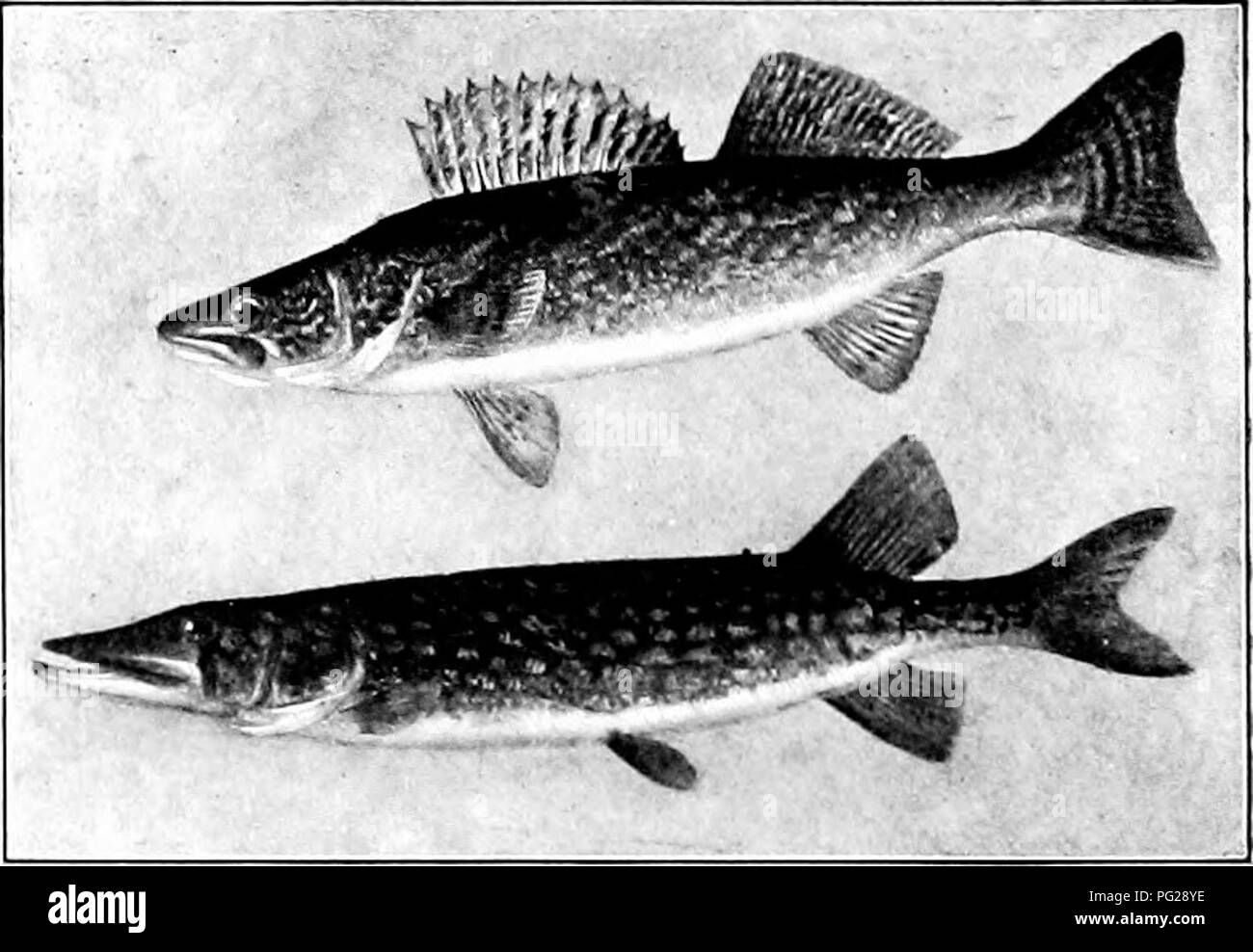 Questo testo fornisce una descrizione dettagliata della spigola striata, o pesce di roccia, una grande specie di pesci che si trova nelle acque del Nord America. Conosciuta per le sue distintive strisce nere, può pesare fino a 112 kg ed è molto apprezzata per la sua eccellente carne. Foto Stock Questo testo fornisce una descrizione dettagliata della spigola striata, o pesce di roccia, una grande specie di pesci che si trova nelle acque del Nord America. Conosciuta per le sue distintive strisce nere, può pesare fino a 112 kg ed è molto apprezzata per la sua eccellente carne. Foto Stock