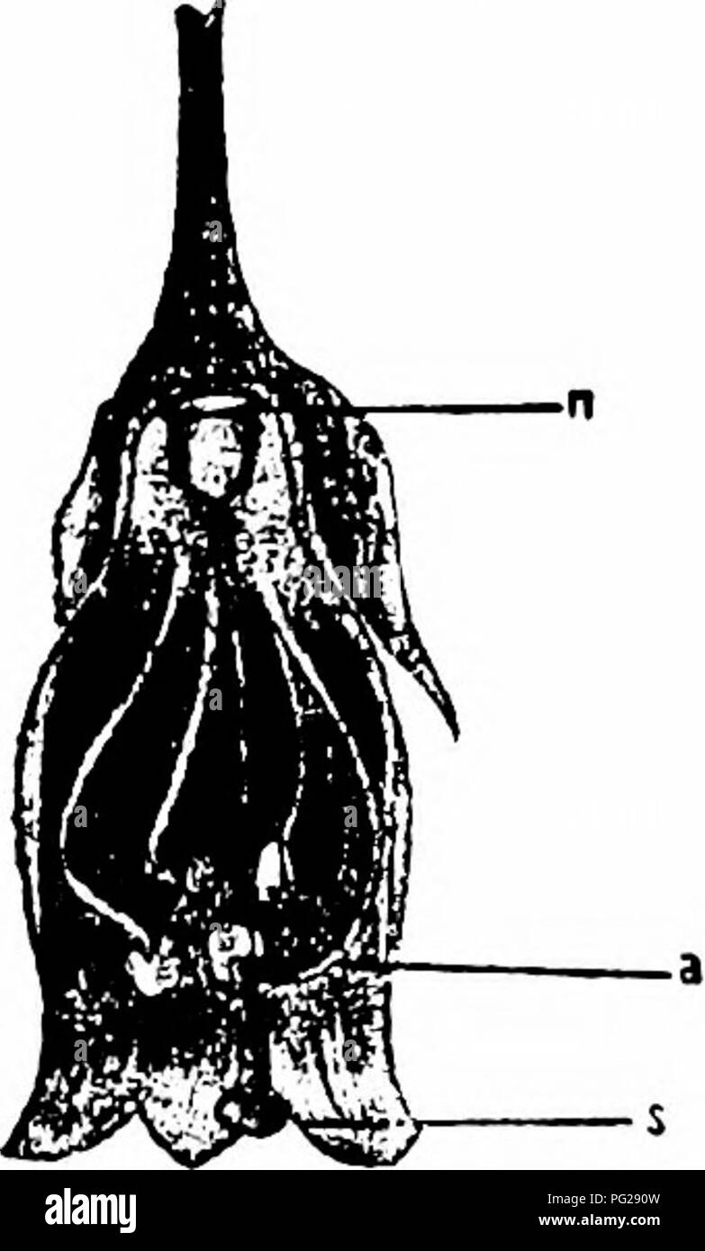 . Manuale di impollinazione dei fiori : basato su Hermann Mu?iler di lavoro "La fertilizzazione di fiori da insetti' . La fecondazione di piante. SOLANACEAE '55 628. Nicandra Adans. Fiori wiih nascosto nettare secreto dalla base dell'ovaio. 2029. N. physaloides Gaertn. (Sprengel, 'Entd. Geh.", p. 126; Kerner, "Nat. Hist. PI.", l'ing. Ed. I, II, p. 217.)-l'biancastra fiori a forma di campanella di questa specie possiedono un luminoso blu-corolla-arto. Kerner dice di aprire circa 11-12 al mattino, chiudendo nuovamente di circa 3 - 4 p. m. I filamenti piega in una curva semicircolare, portando le antere in contatto wit Foto Stock