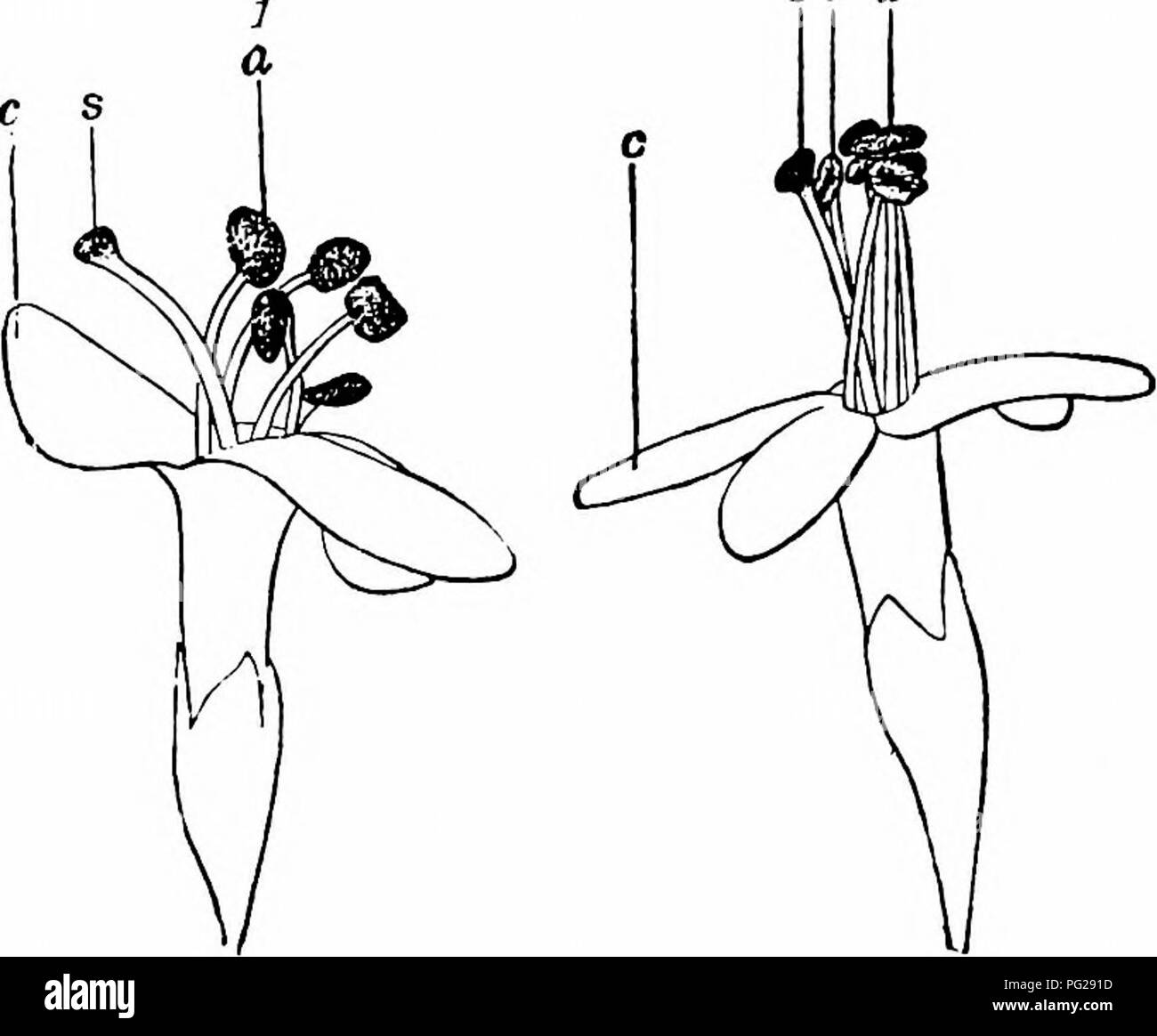 Questo manuale descrive i principi dell'impollinazione dei fiori, concentrandosi sul ruolo degli insetti nella fertilizzazione delle piante. Esso si basa sul lavoro di Hermann Müller su come gli insetti favoriscano l’impollinazione incrociata e l’auto-impollinazione, spiegando i meccanismi coinvolti nella fertilizzazione. Foto Stock