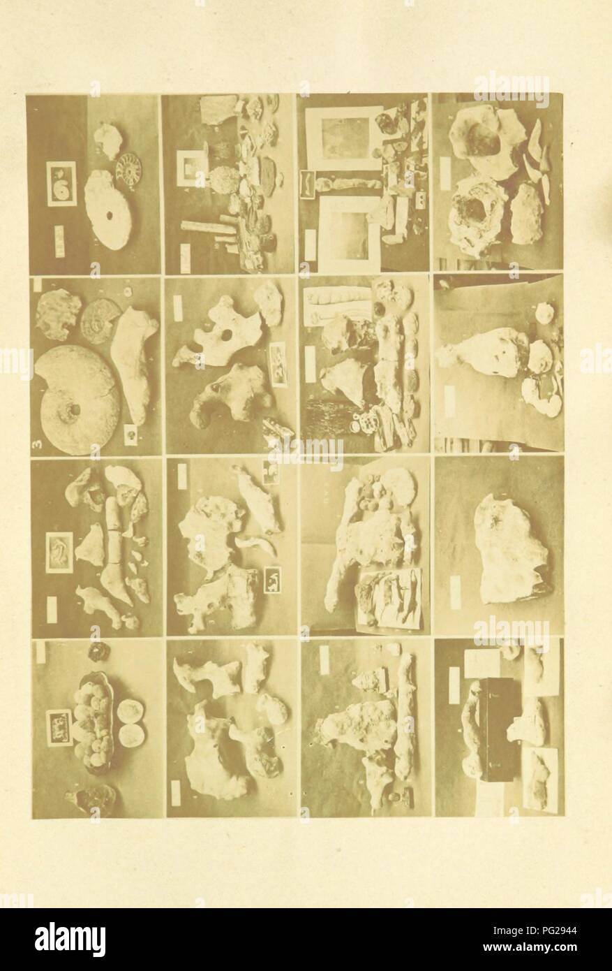 Immagine dalla pagina 133 di "Fatti e fossili addotti per dimostrare il diluvio di Noè e per modificare il sistema di trasmutazione di Darwin, con alcuni avvisi per quanto riguarda il Indus nuclei di selce, etc' . Foto Stock