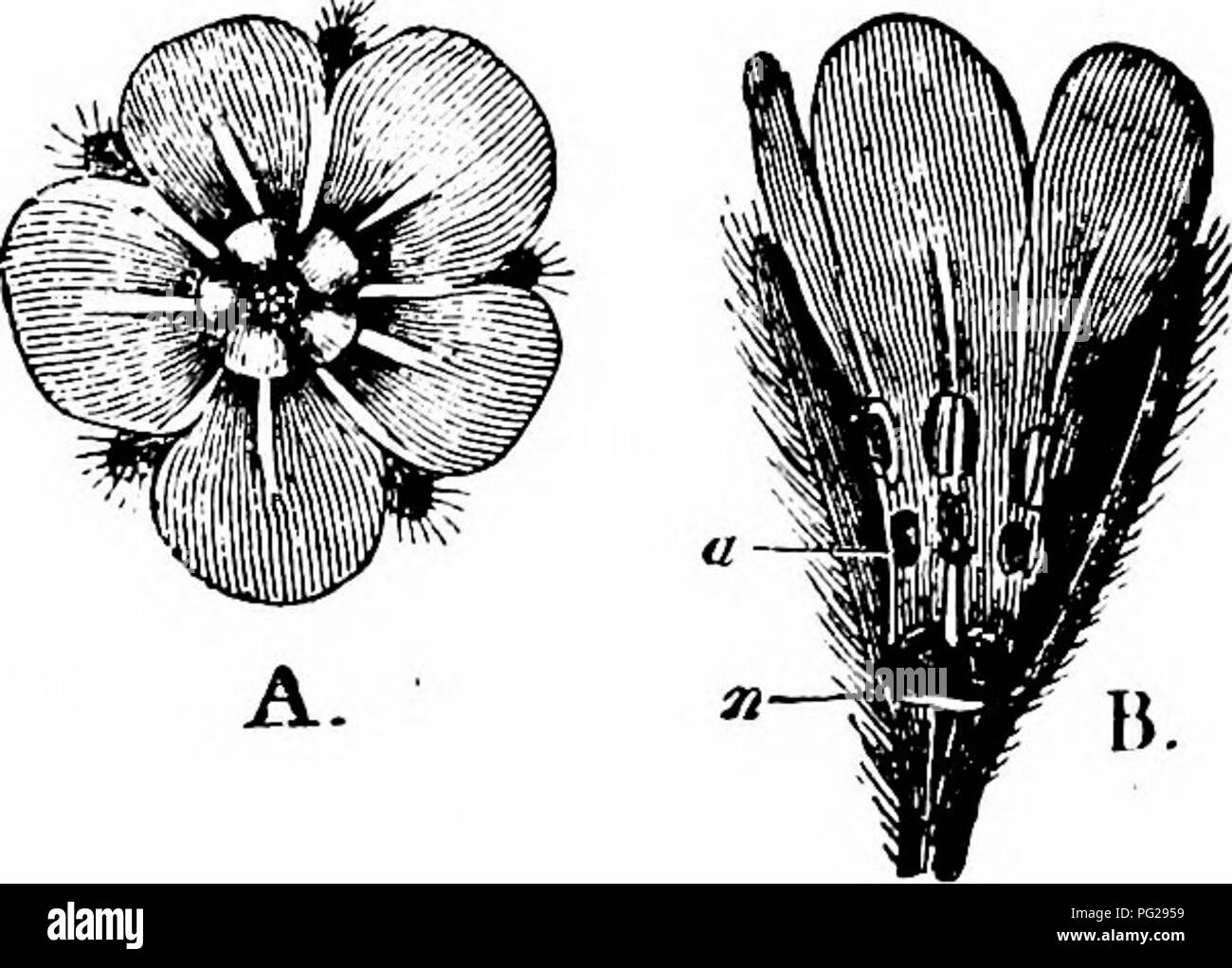 Questa immagine è tratta dal *Manuale di impollinazione dei fiori*, basato sul lavoro di Hermann Müller sulla fecondazione dei fiori da parte degli insetti. Discute il processo di impollinazione nella famiglia delle Boraginaceae, in particolare l'auto-impollinazione attraverso le anthers che si deiscono introrsamente. Foto Stock