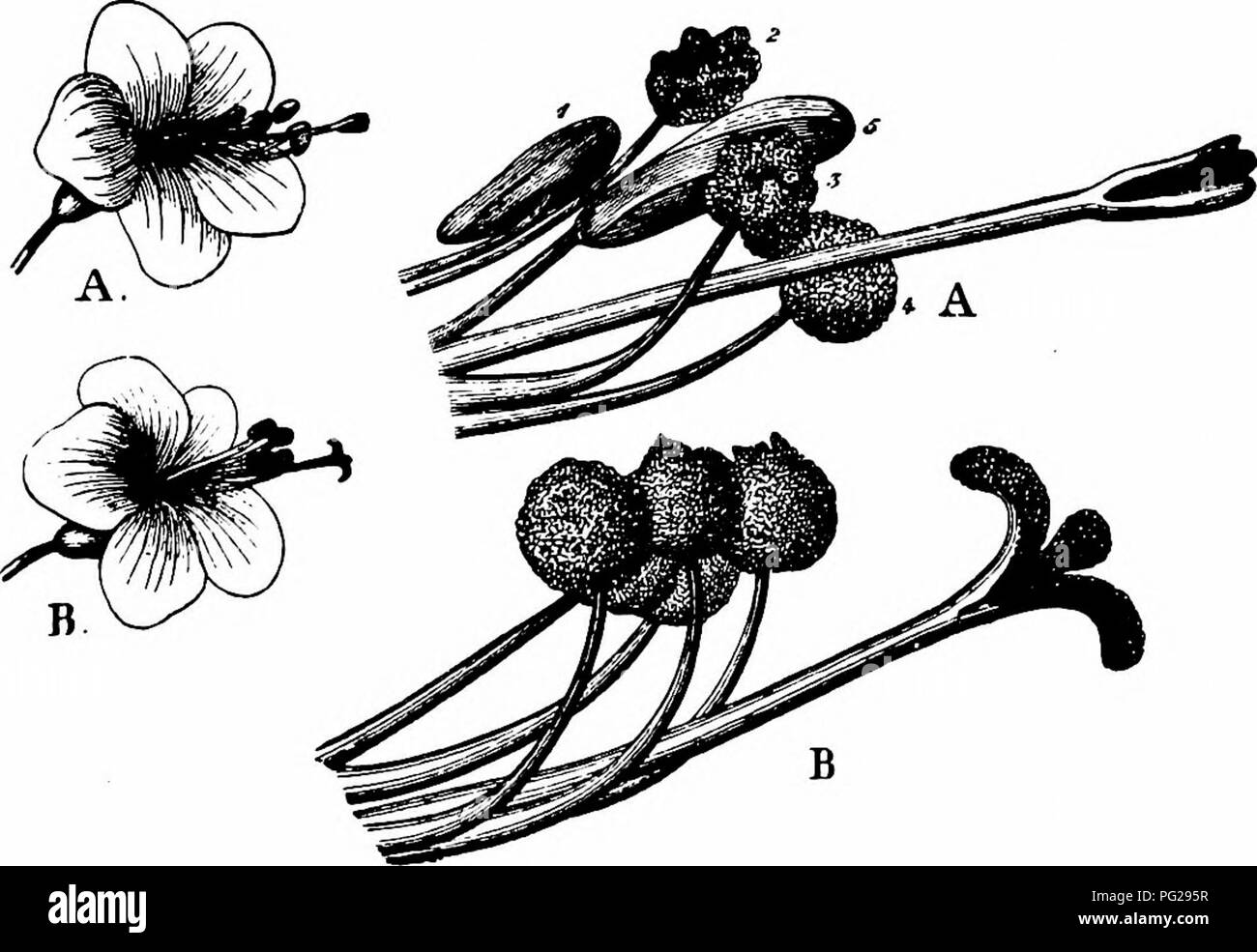 Questo manuale esplora l'impollinazione dei fiori, in particolare la fecondazione assistita da insetti, descrivendo processi come stallo e interazione stigmatizzante in specie come le Polemoniaceae, e sottolineando l'importanza dell'impollinazione incrociata rispetto all'auto-impollinazione. Foto Stock