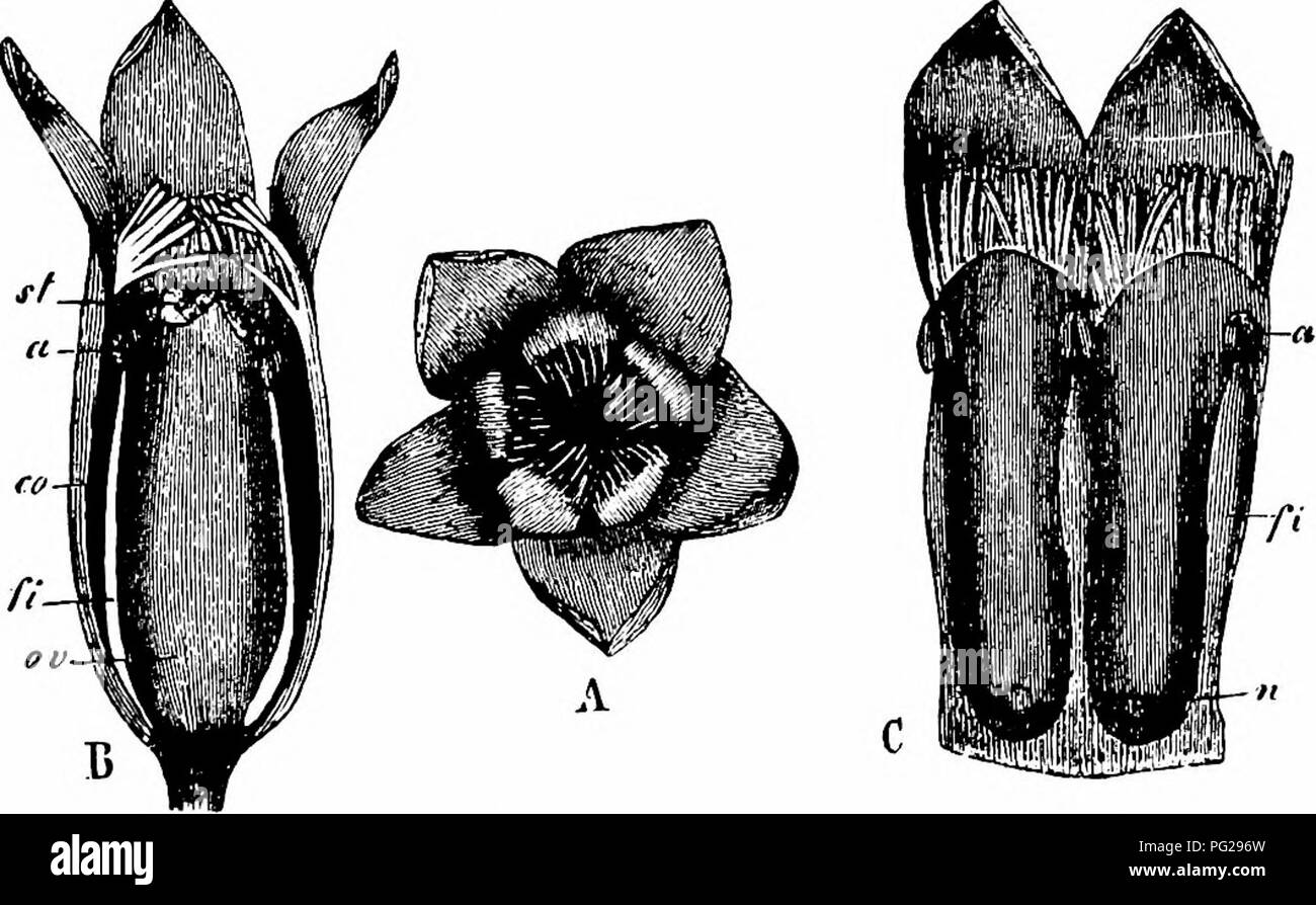 . Manuale di impollinazione dei fiori : basato su Hermann Mu?iler di lavoro "La fertilizzazione di fiori da insetti' . La fecondazione di piante. GENTIANEAE 105 osservato le antere e lo stigma legato insieme da polline-tubi. Kerner afferma che i fiori aprire e chiudere più volte nel corso di un'ora. 1910. G. tenella Rottb. (=G. glacialis Vill.). (Herm. Muller, op. cit., p. 345 ; Kirchner, ' Beitrage", p. 49; Riscaldamento, 'Markt. Vaxt. Biol.,' p. 9.) - Questa specie porta debolmente protogynous (secondo la Kirchner homogamous) umile-Bee e fiori Lepidopterid, in cui automatic self-impollinazione Foto Stock