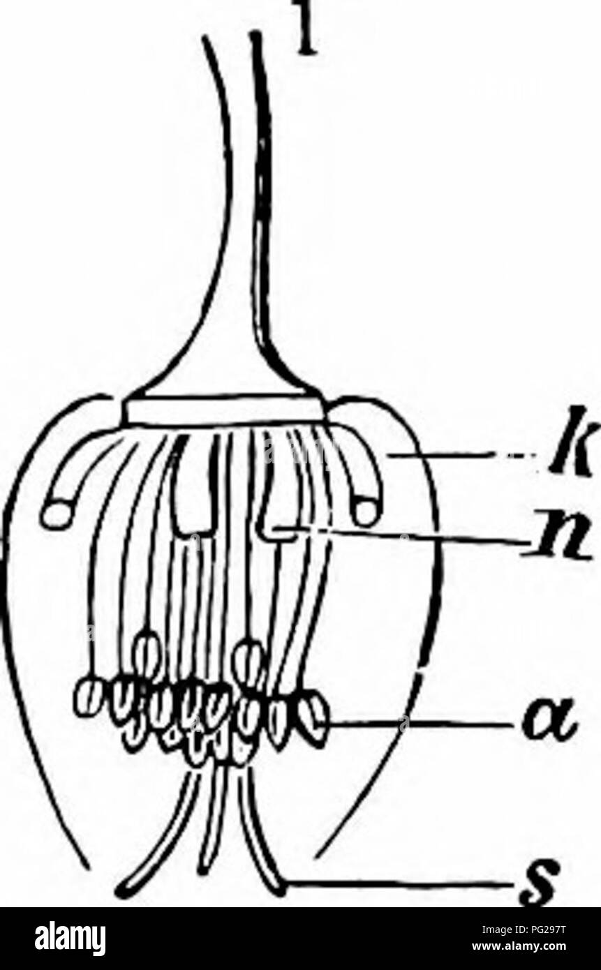 . Manuale di impollinazione dei fiori : basato su Hermann Mu?iler di lavoro "La fertilizzazione di fiori da insetti' . La fecondazione di piante. RANUNCULACEAE 37 quanto le antere, che in questo primo (femmina) condizione sono ancora acerbo. Il progetto carpels 3-4 mm. al di là di esse. L'estensione della superficie dello stimma è un adattamento al movimento eseguito dal nettare-in cerca di insetti. I filamenti ora-allungato in ordine centripeta-finché il extrorsely dehiscing antere riempire completamente l'ingresso del fiore, che è di circa 1-5-2 cm. Il carpels anche aumentare in lunghezza da pochi millimetri Foto Stock