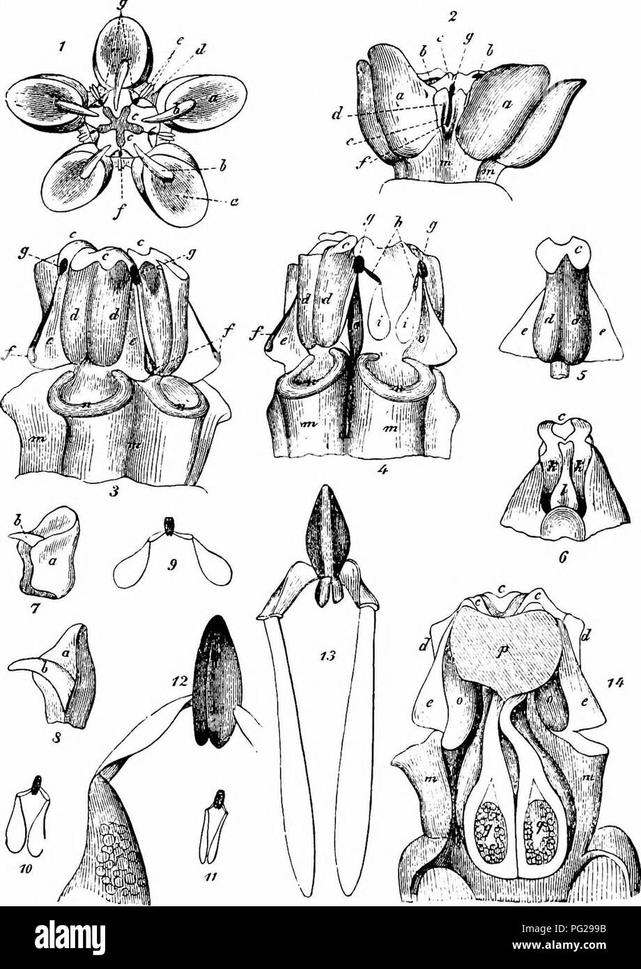 . Manuale di impollinazione dei fiori : basato su Hermann MuÌller di lavoro "La fertilizzazione di fiori da insetti' . La fecondazione di piante. 92 ANGIOSPERMAEâDICOTYLEDONES unbidden ospiti, un Empid, un hover-fly, 2 api fossorial wasp, un vero wasp, 2 lepidotteri e coleotteri 4. MacLeod (Pirenei orientali), 4 corto-tongued imenotteri, 3 coleotteri e 3 Muscids: nessuno di questi pollinia alesaggio (Bot. Jaarb. Dodonaea, Gand, III, 1891, p. 344).. Fig. 255. Asckpias syriaca^ L. (dopo Herm. Muller). (I) fiore dopo la rimozione dei sepali e petali, visto da sopra ( x â i,)i). (2) Fare., dal lato. (3) Fare., dopo Foto Stock