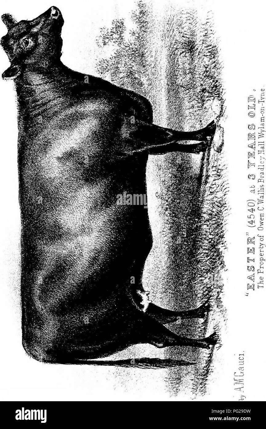 . La storia di polling o Aberdeen Angus bovini : dare un account di origine, miglioramento e le caratteristiche della razza . Aberdeen-Angus bestiame. . Si prega di notare che queste immagini vengono estratte dalla pagina sottoposta a scansione di immagini che possono essere state migliorate digitalmente per la leggibilità - Colorazione e aspetto di queste illustrazioni potrebbero non perfettamente assomigliano al lavoro originale. MacDonald James, 1852-1913; Sinclair, James, 1853-1915. Edinburgh ; London : William Blackwood e figli Foto Stock