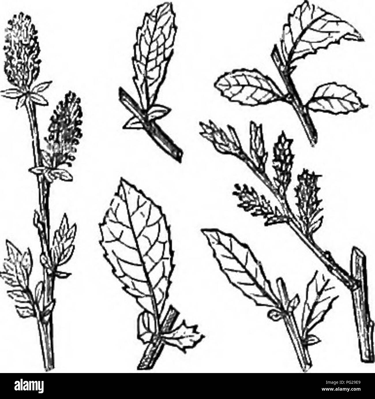 Questo lavoro abbreviato fornisce descrizioni dettagliate di alberi e arbusti duri in Gran Bretagna, coprendo la loro coltivazione, propagazione e usi. Comprende specie indigene e straniere. Foto Stock