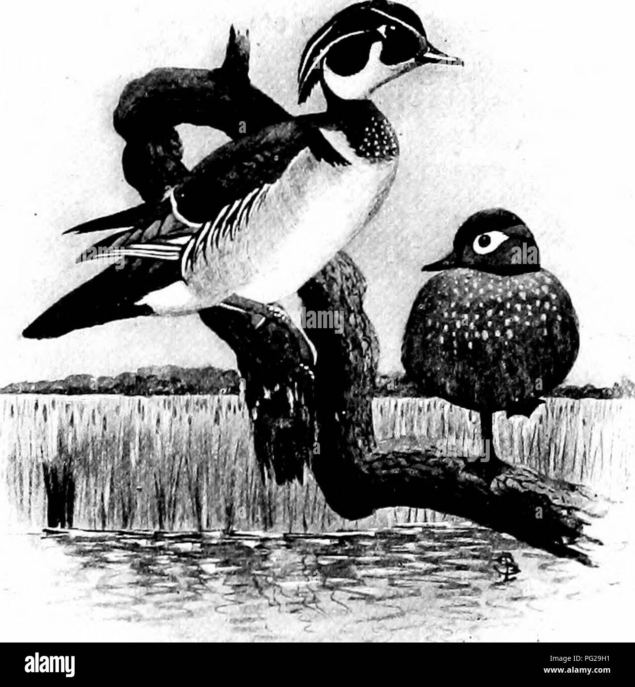 Anatra colorata Foto e Immagini Stock in Bianco e Nero - Alamy