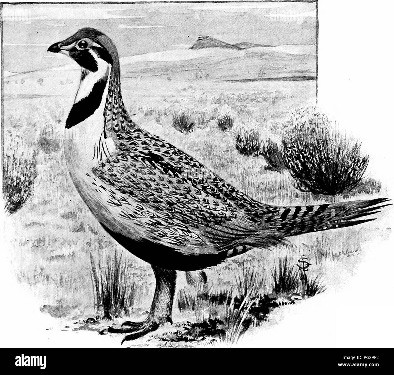 . L'American Natural History; una base di conoscenze utili degli animali superiori del Nord America. Storia naturale. PINNATED E SALVIA GROUSE 247 fino a dopo il cavallo era stato rubato. Una specie distrutto è raramente riguadagnato. Ad oggi il Prairie-Chicken è di essere numerati con la bufala e passeggeri-piccione. È così quasi estinta che solo pochi branchi rimangono, la maggior parte dei quali sono in Kansas e Nebraska. Se li caccia con cani continua, cinque anni quindi le specie sarà probabilmente cjuite estinti. Anche in ritardo come 1874, molti uccelli sono stati uccisi ogni inverno da battenti contro il teleg Foto Stock