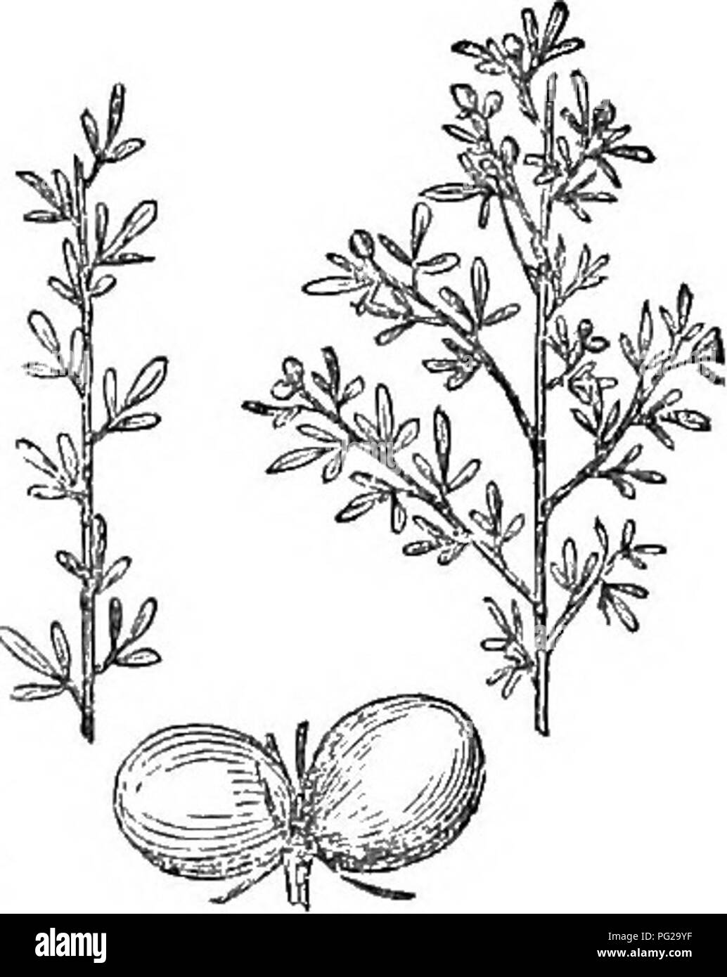 . Alberi e arbusti : un abridgment dell'Arboretum et fruticetum britannicum : contenente la hardy alberi e schrubs della Gran Bretagna, native e straniere, scientificamente e popolarmente descritto : con la loro propagazione, della cultura e degli usi e delle incisioni di quasi tutte le specie. Alberi e arbusti; le foreste e la silvicoltura. 1271. J. firilticans. nero; mature nov. 1272. J. ftbticant, molto desiderabile sub-evergreen, sia per la semina in bordi, o contro le pareti ; fioritura liberamente, e abbondanza di maturazione del frutto. Invia a numerose ventose ; che, quando si desidera che la pianta dovrebbe assumere un giardino- Foto Stock