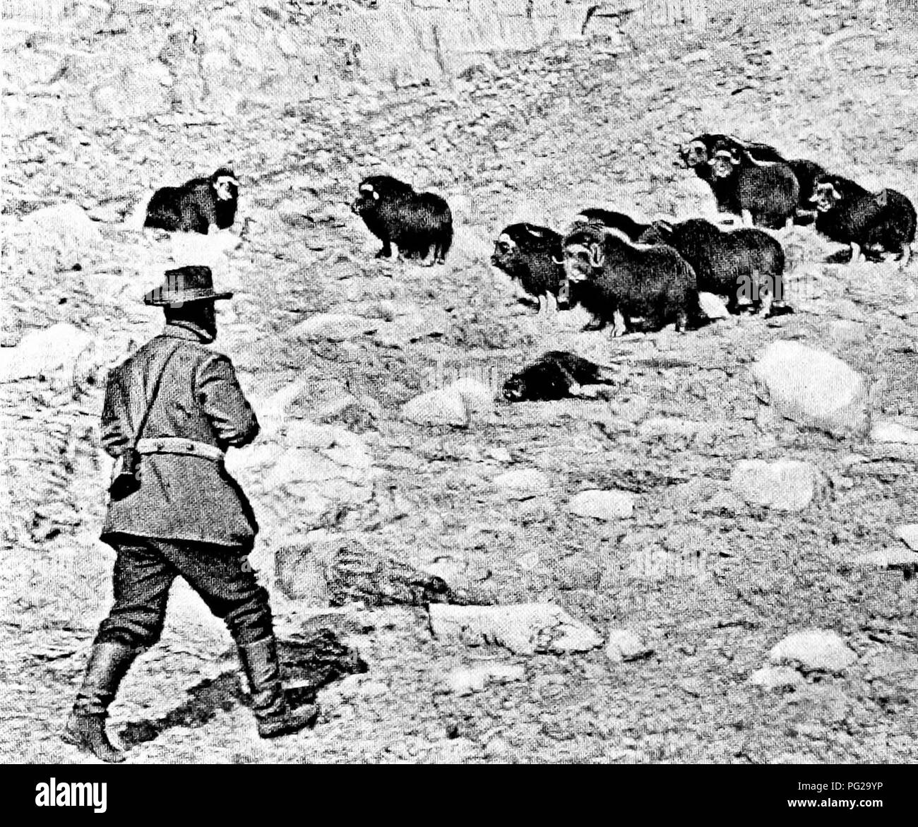 . L'American Natural History; una base di conoscenze utili degli animali superiori del Nord America. Storia naturale. lOG OEDERS DI :rAMMALSâHOOFED animali la cui carne è libera da muschiato fla^'ORS, e -ery buona. Una delle più importanti scoperte della spedizione è stato il fatto che la regione ha visitato una volta era stata abitata da Eschimese, ma la loro cucina-middens non contenevano resti di IIusk- Ox, da whicli, e da altri elementi di prova, il prof. Nathorst conclude che la presenza di tale ani- mal sulla costa orientale della Groenlandia è dovuta a ing isola, sul oast costa della Groenlandia. Entrambi wer Foto Stock