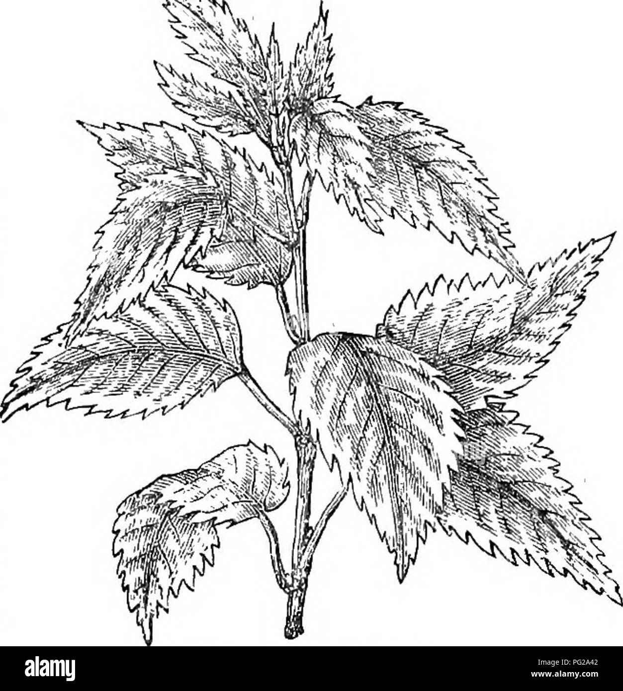 . Alberi e arbusti : un abridgment dell'Arboretum et fruticetum britannicum : contenente la hardy alberi e schrubs della Gran Bretagna, native e straniere, scientificamente e popolarmente descritto : con la loro propagazione, della cultura e degli usi e delle incisioni di quasi tutte le specie. Alberi e arbusti; le foreste e la silvicoltura. 642 ARBORETUM ET FRUTICETUM BRITANNICUM. qualunque, nella coltivazione in piantagioni britannica, è più pregiudizievole per le piante gi'grazie al di sotto di esso, dalle sue numerose radici fibroso che, passando vicino alla superficie, scarico il terreno e impedire la vegetazione di quasi ogni altro impianto, tranne t Foto Stock