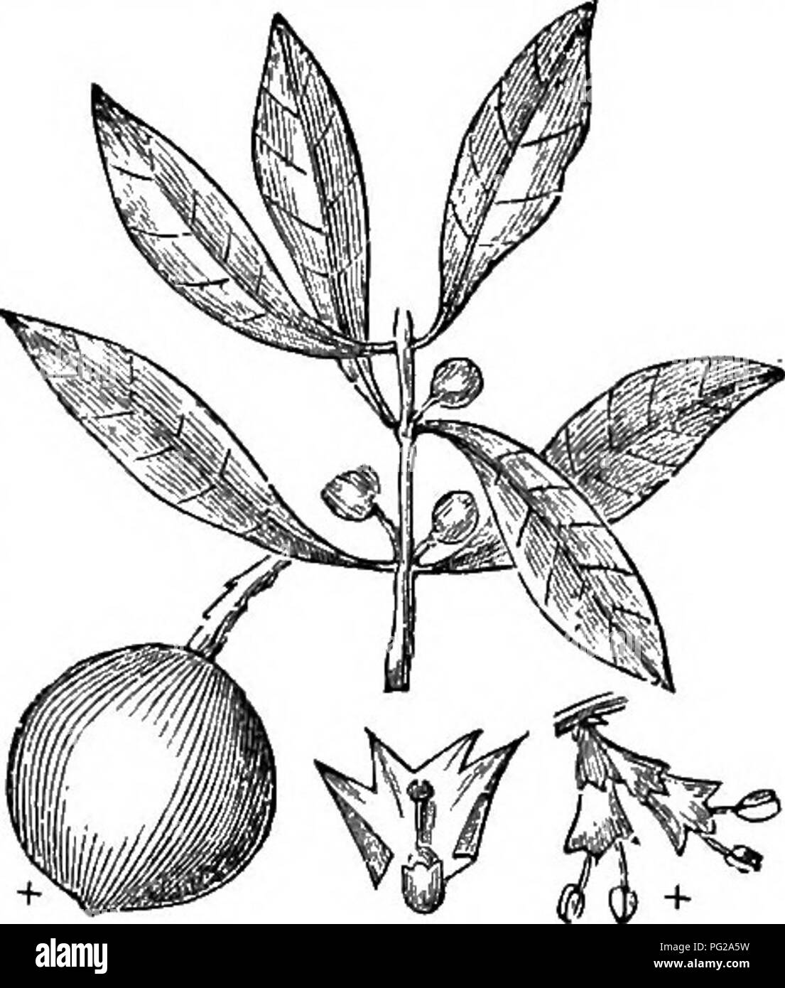 . Alberi e arbusti : un abridgment dell'Arboretum et fruticetum britannicum : contenente la hardy alberi e schrubs della Gran Bretagna, native e straniere, scientificamente e popolarmente descritto : con la loro propagazione, della cultura e degli usi e delle incisioni di quasi tutte le specie. Alberi e arbusti; le foreste e la silvicoltura. XLVIII. OLEA^CE^ : SrSl'NGJ. 635 richiede di essere cresciuto in suolo umido, o sabbia o torba tandy loam, e in una situazione protetta. Esso può essere propagato da strati j ma come semi sono facilmente importato dall America e come la pianta non root molto facilmente, tale modalità non è adottano spesso Foto Stock