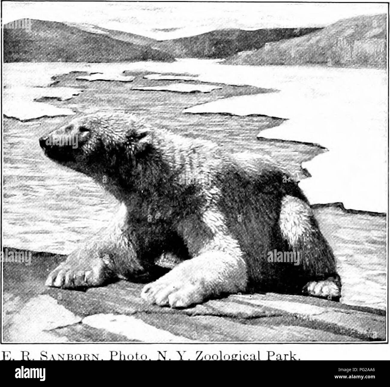 . L'American Natural History; una base di conoscenze utili degli animali superiori del Nord America. Storia naturale. 30 ordini di mammiferi-carne-mangiatori nel 1874, quando il sig. Henry W. Elliott e posto- inquilino Maynard visitato San Matteo isola, un solitario bit di terra brulla nella parte settentrionale del Mare di Bering, hanno trovato su di esso tra 2,50 e 300 orsi polari! Gli animali sono stati crogiolarsi sotto il caldo sole, versando loro cappotti invernali e cresce il grasso sulle radici delle piante e muschi che vi è cresciuta. In una occasione di venti orsi sono stati in vista simultaneamente. La porta letteralmente invaso Foto Stock