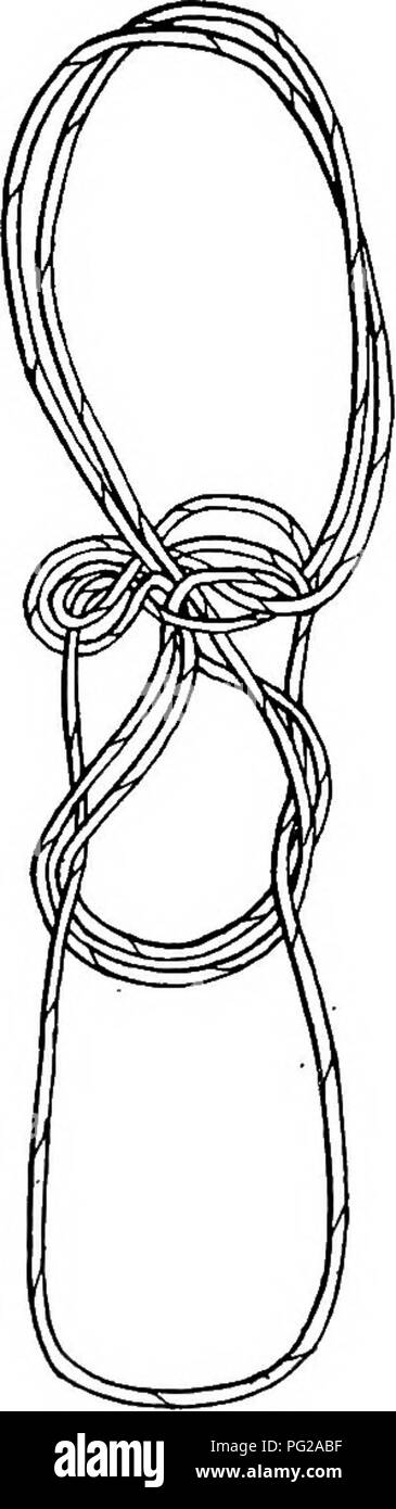 . Relazione della Artico Canadese Expedition 1913-18. Spedizioni scientifiche. Eschimese String figure 175 b tirare delicatamente verso il basso il piede le stringhe in esecuzione al di sotto da una stringa trasversale all'altra. Dire pi-^ipi-q (come il TERN)', e tuffarsi verso il basso al di sotto di questi due stringhe (tra il "trasversale" stringhe) con l'indice destro e strappare loro, proprio come il tern afferra la sua preda. Entrambi i piedi e indice sono catturati in rurn'.ng cappi. (Mackenzie eschimesi, invece di immersioni subacquee in giù con l'indice destro, tranquillamente tirato il ulnare indice sinistro di stringhe con il pollice destro e ind Foto Stock