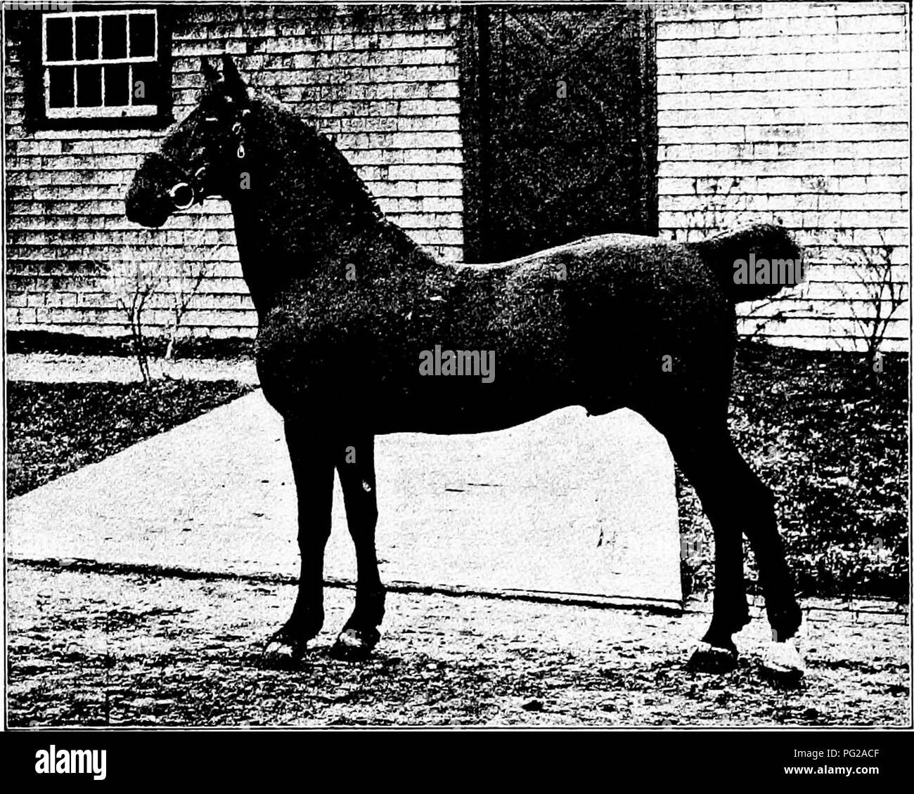 . Tipi e razze di animali da fattoria . Bestiame. L'hackney 65 l'inglese Hackney Libro Genealogico 2ls di scisti originale (699), si verifica Arabian, Turk e Barb sangue. Egli è ma quattro generi- zioni da Darley Arabian. L'originale scisti discende tra gli altri un figlio, Scot scisti (692), e ha dimostrato una grande allevatore, sebbene non sia famosa per la velocità. Egli era famoso per ottenere "buona scorta fuori dal comune mares." Nel 1782 egli era "giustamente stimato il miglior stallone conosciuto per ottenere buona strada cavalli." Il scisti originale era anche sire del driver (187) che si è rivelato un grande allevatore. Arrivando lungo af Foto Stock