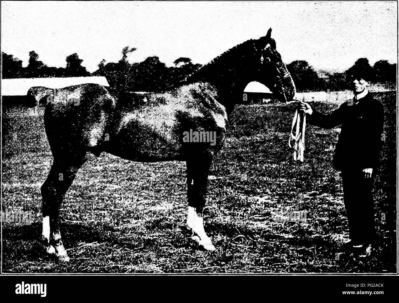 . Tipi e razze di animali da fattoria . Bestiame. L'hackney 67 prigioniero fondata negli Stati Uniti è stata stabilita da A. J. Cas- satt di Philadelphia. Nella primavera del 1883 ha importato lo stallone Little Wonder e le fattrici pazienza e Ranuncolo, avendo precedentemente portato al di sopra del mare Stella dalla fiducia 158. Non meraviglia che è stato esposto in 1883, e più tardi si è dimostrato essere un allevatore di molto l'eccellenza. Altre importazioni sono state come segue: Prescott Lawrence, Newport, Rhode Island, 1884; J. B. Perkin.s, Cleveland, Ohio, 1887; Henry Fairfax, Aldie,. Fig. 22. Sensazione di Kirkburn (8533). Champion Hackn Foto Stock