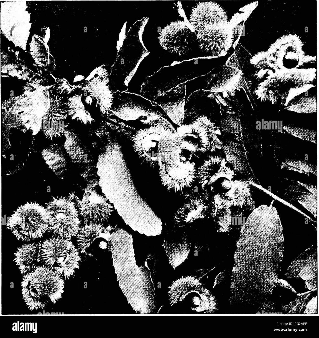 . Familiarizzare con gli alberi . Alberi. GETTING AC^AINTED CON GLI ALBERI grazioso come il più altamente petted prato alberi dei vivaisti. Infatti la stessa rivendicazione può essere realizzato per un cliente o più dello standard di alberi da frutta, simili, belle arti, tracery in fiore e nel seme-rivestimenti che siamo lieti di mangiare, e qualche volta ci. Il chinquapin 170. Si prega di notare che queste immagini vengono estratte dalla pagina sottoposta a scansione di immagini che possono essere state migliorate digitalmente per la leggibilità - Colorazione e aspetto di queste illustrazioni potrebbero non perfettamente assomigliano al lavoro originale. McFarland, J. H Foto Stock