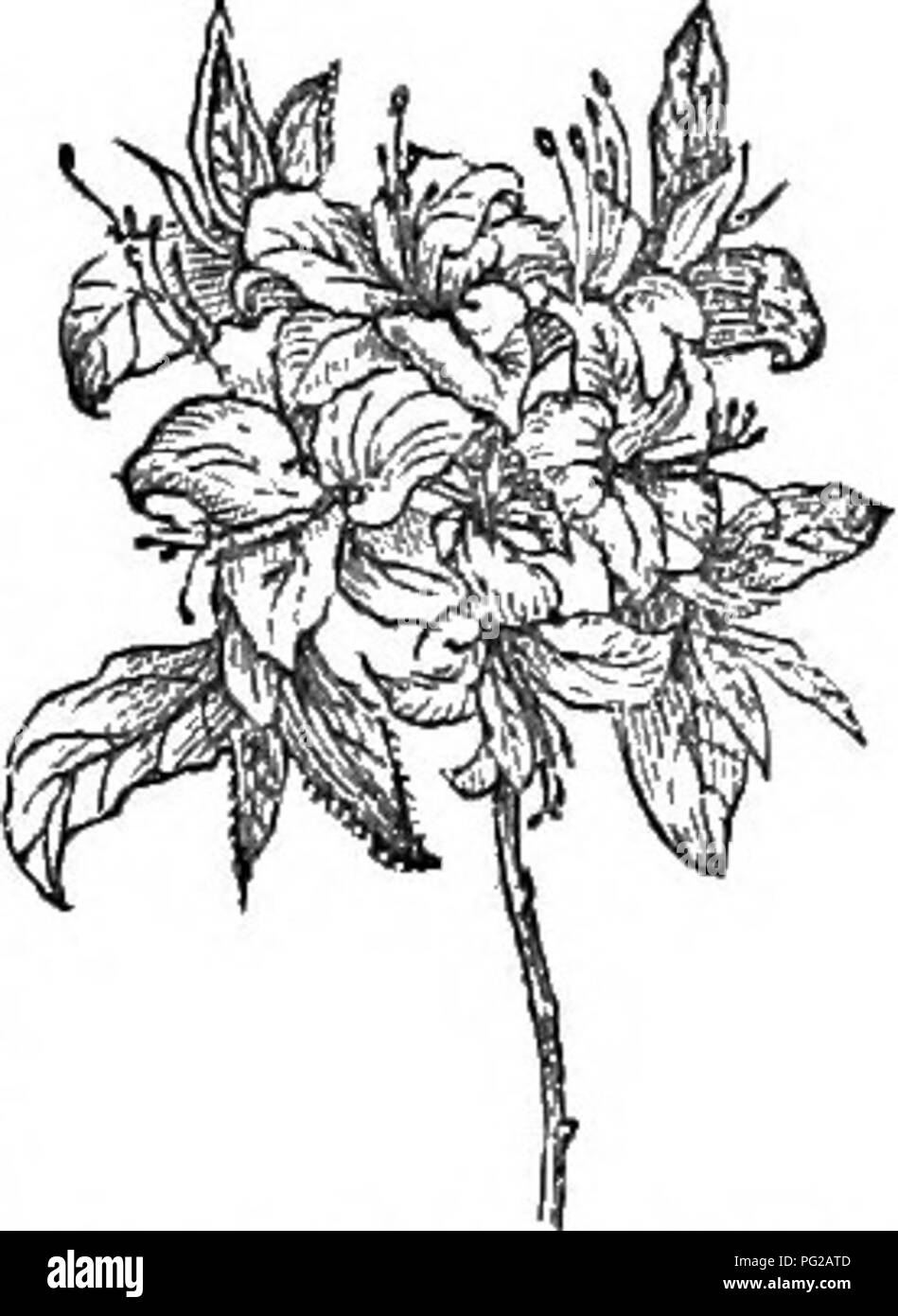 Questo lavoro copre alberi e arbusti duri della Gran Bretagna, sia nativi che stranieri, descrivendo la loro coltivazione, propagazione e usi. Tra le specie presenti vi sono il Rhododendron, un arbusto deciduo che si trova in Carolina e Georgia, che cresce fino a 4 piedi di altezza con fiori rossi e bianchi. Introdotto nel 1734, prospera in colline aride e sabbiose. Foto Stock