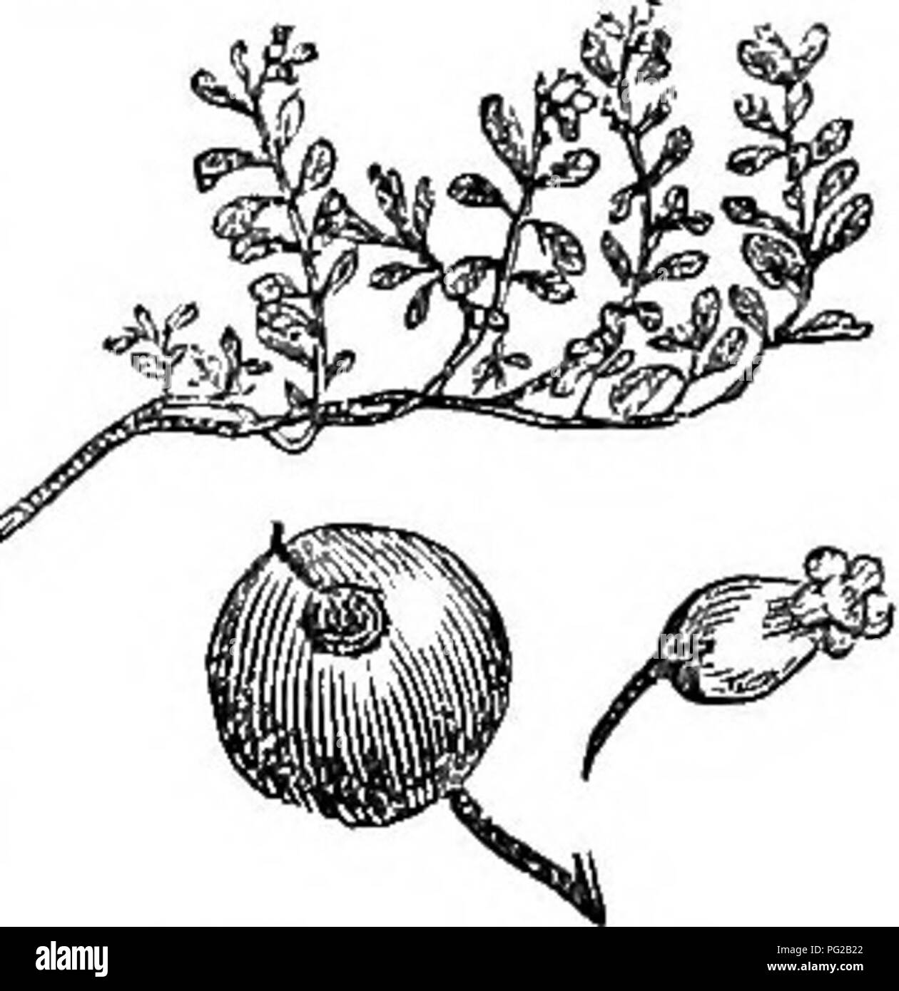 Questa versione abbreviata del *Arboretum et fruticetum enemicum* fornisce descrizioni di alberi e arbusti resistenti che si trovano in Gran Bretagna, sia nativi che stranieri, coprendo la loro propagazione, cultura e usi. Foto Stock