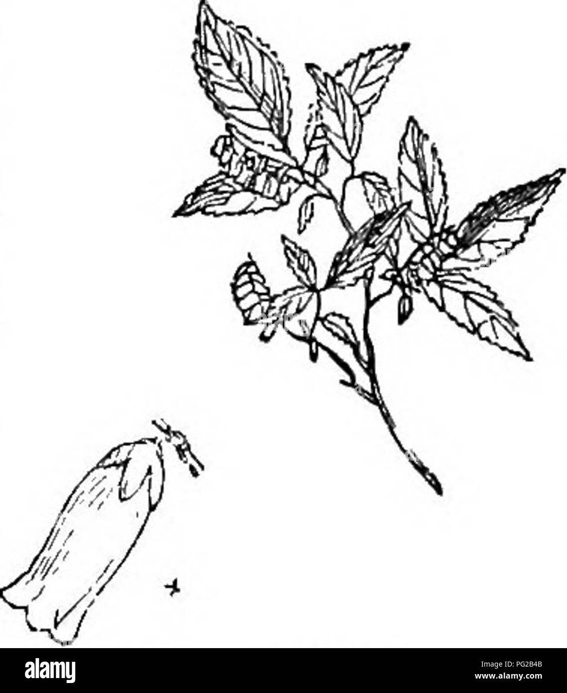 Questo libro descrive alberi e arbusti duri nativi e stranieri della Gran Bretagna, concentrandosi sulla loro propagazione, cultura e usi. Comprende specie scientificamente e popolarmente descritte, con illustrazioni. Il lavoro copre vari arbusti trovati nel New England in Florida, descrivendo in dettaglio le loro caratteristiche floreali, le abitudini di crescita e gli adattamenti ambientali. Foto Stock