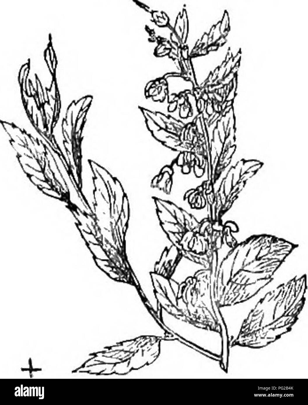 Questa edizione abbreviata dell'Arboretum et Fruticetum Britannicum* fornisce descrizioni dettagliate di alberi e arbusti duri in Gran Bretagna, coprendo la loro coltivazione, propagazione e usi pratici, oltre a offrire illustrazioni per una facile identificazione. Foto Stock