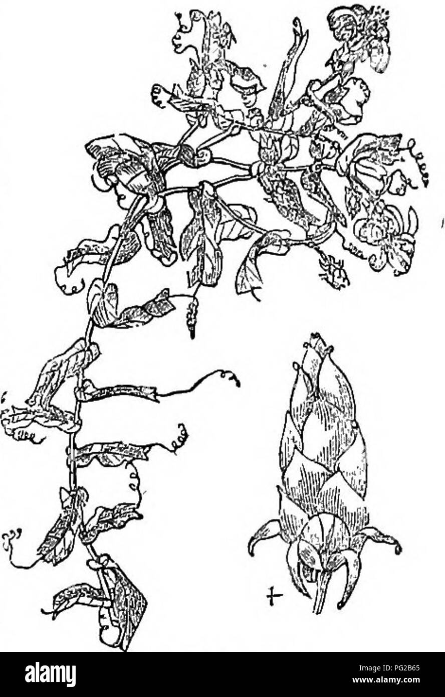 . Alberi e arbusti : un abridgment dell'Arboretum et fruticetum britannicum : contenente la hardy alberi e schrubs della Gran Bretagna, native e straniere, scientificamente e popolarmente descritto : con la loro propagazione, della cultura e degli usi e delle incisioni di quasi tutte le specie. Alberi e arbusti; le foreste e la silvicoltura. 552 ARBORETUM ET FRUTICETUM BRITANNICUM. fi. 1. M. LATiFo^iA D. Don. Boschi di latifoglie Mutisia. Identificazione. D. Don in Lin. Trans., 15. p. 370.; Brit Fl. Gard., 2a.serie, t. 288. Incisioni, SWT. Brit. Fl. Scheda., 1. u. ; E omflg. 1026. Spec. Char., ^C. Stelo alato. "Ali ampio Foto Stock