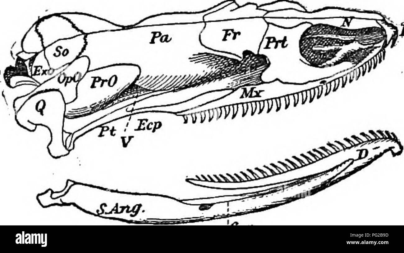 . Carte Cope, 1871-[1897. Zoologia; Paleontologia. 218 B. NATTJEAL HISTOET. Jtm) tal; ESO, Exoccipital; così, Supraoccipital; OpO, Opisthotic; PrO, Prootic; EpO,Epiotic; Fr, frontale; PoF,Postfroiital; Prf, Prefron- anteriore; N, nasale; Pmx, Premaxillary; Mx, Max- illary; ECP, Ectoptery- goid; Q, quadrato; arte, articolari; Cor, Coro- noid; D, Dentary; V, foramen ovale.) l'estremità ottuso di .il opisthotic ed ex-. Cer Fig. 17.-Xenopeltisunicolor (Siam). Supporto occipitale insieme il os quadratum. Nel piuttosto più specializzata Xenopeltis, il opisthotic non è più intercalati tra il pr Foto Stock