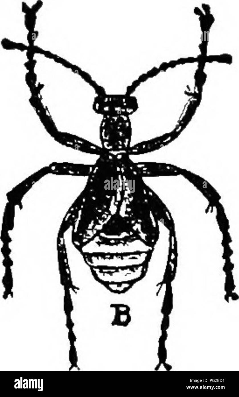. L'apicoltore's guide : o manuale dell'apiario . La cultura delle api; le api. O, MANUAI, di THB apiario. 505 larvse ricevuto dal sig. Hammond, di New York, che li portò da sua api. Egli dice che fanno le api uncomfort- in grado. Questi sono probabilmente M. angusticoUis. Come si vedrà, l'ala-coperchi sono brevi e il coleottero dell'addome abbastanza trascina con il suo peso di uova. Le uova sono poste in terra. Le larve, quando prima a tratteggio, strisciare su qualche fiore e, come occasione permessi, strisciare su di un ape e quindi sono a carico dell'alveare, dove essi festa sulle uova, miele e polline. Queste Fig. 293.. Si prega di notare Foto Stock
