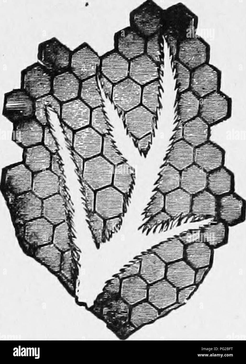 . L'apicoltore's guide : o manuale dell'apiario . La cultura delle api; le api. Tunnel di Bee-Moth Larva.-Oricjirial. In Tminel Conib.-OfigiiMl, tra i larvK in brood-pettini, le larve vengono distrutti e saranno rimossi dall'orticaria. Così, la presenza di larve di fronte all'alveare è spesso un segno della presenza di insetti nell'alveare. Guardando da vicino, la presenza di questi Fig. 264. Larvce di Bee-Moth.-originale. larve possono essere conosciuto da questo manto di sabbia scintillante di seta, così come esso si estende in linee di ramificazione (Fig. 263) lungo la superficie del pettine. Una più rapida rilevazione, anche, rispetto alla defac Foto Stock