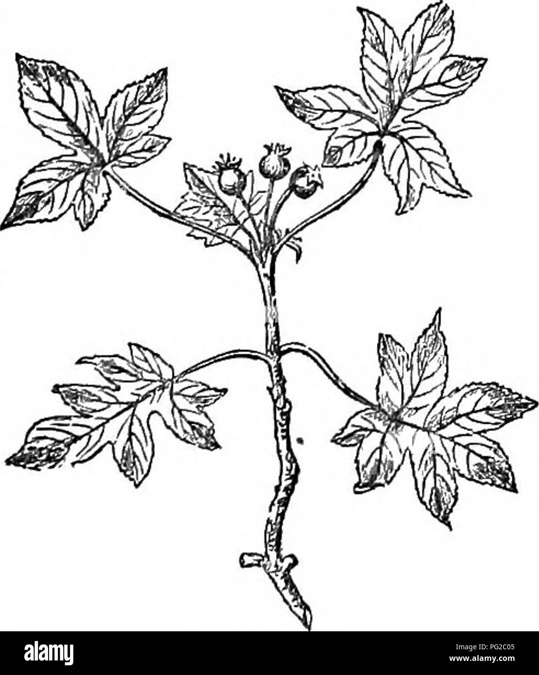 Questo lavoro fornisce una guida dettagliata su alberi e arbusti duri in Gran Bretagna, coprendo sia le specie native che quelle straniere. Include informazioni sulla loro propagazione, cultura, usi e un catalogo completo di specie arboree e arbusti con incisioni della maggior parte delle specie per una facile identificazione. Foto Stock