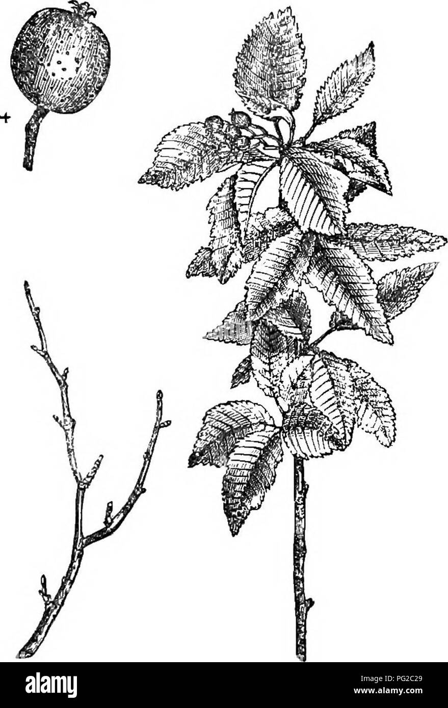Questo riferimento descrive diverse specie di alberi e arbusti, evidenziandone le caratteristiche come lanceolato, foglie larghe e margini seghettati. Le specie menzionate, come P. A. angustifolia e P. A. longifolia, mostrano variazioni nella forma, nella consistenza e nell'aspetto delle foglie. Queste piante si trovano comunemente nel Regno Unito e sono studiate per il loro valore orticolo. Sono coltivati per i loro usi ornamentali ed ecologici, offrendo una visione della silvicoltura britannica e della biologia vegetale. Foto Stock