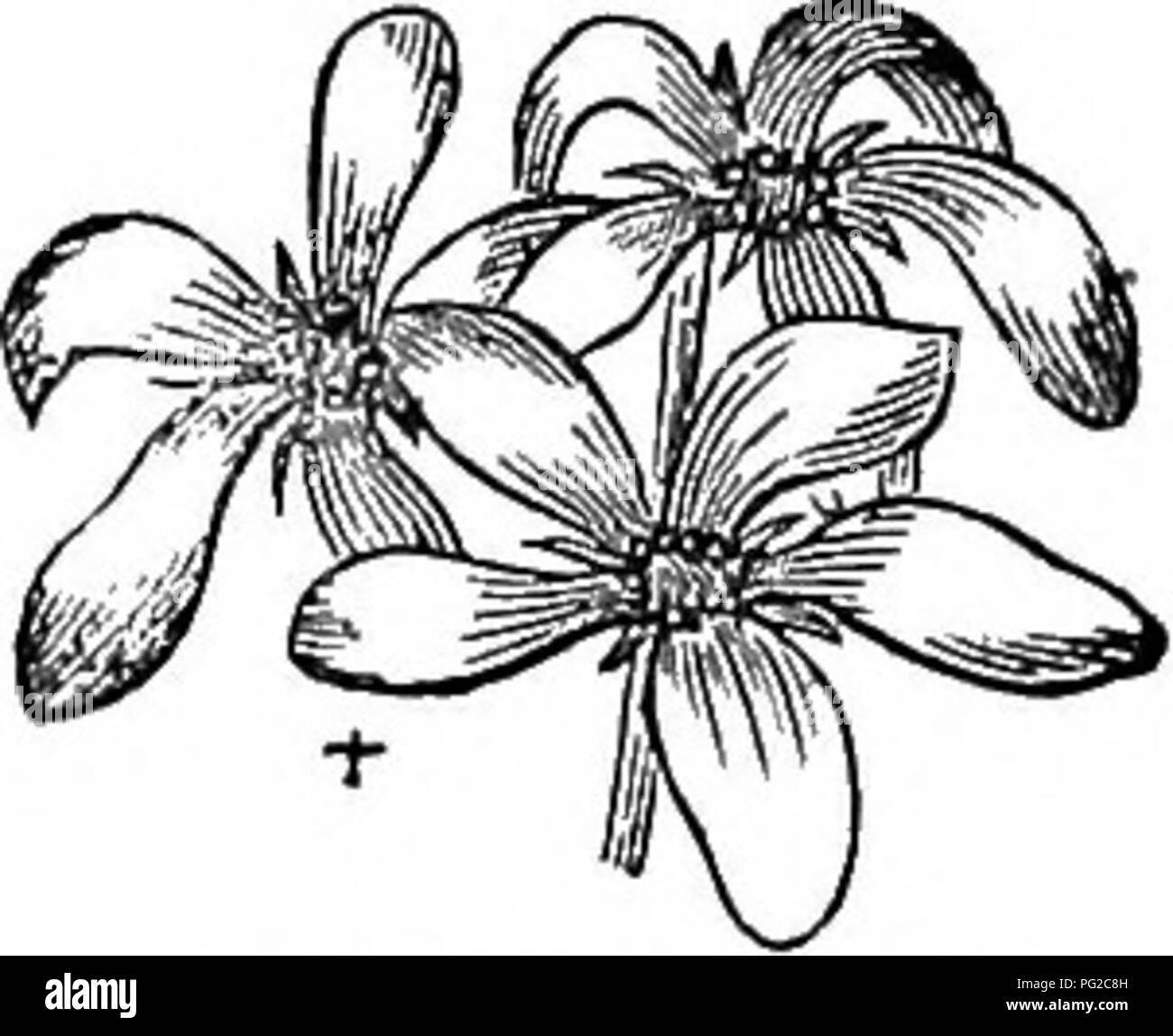 Questo lavoro offre una descrizione scientifica e popolare degli alberi e arbusti duri della Gran Bretagna, sia nativi che introdotti. Include dettagli sulla loro propagazione, usi e importanza ecologica, insieme alle incisioni artistiche della specie. Foto Stock