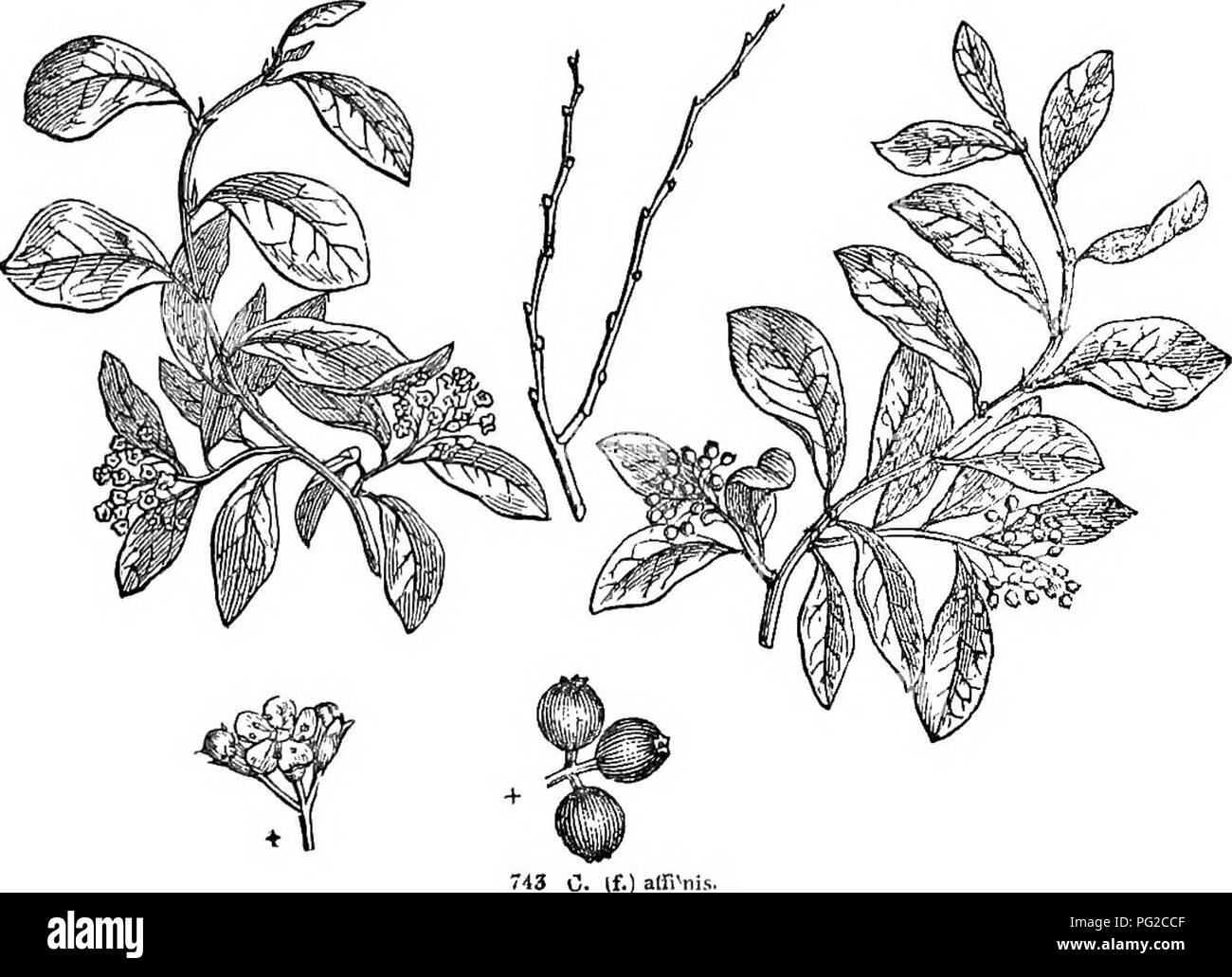 . Alberi e arbusti : un abridgment dell'Arboretum et fruticetum britannicum : contenente la hardy alberi e schrubs della Gran Bretagna, native e straniere, scientificamente e popolarmente descritto : con la loro propagazione, della cultura e degli usi e delle incisioni di quasi tutte le specie. Alberi e arbusti; le foreste e la silvicoltura. 742. C. frigjda. delle foglie, rimane su tutto l'inverno, l'albero fa una splendida apparizione in quella stagione ; e in situazioni riparate, nel quartiere di Londra, che può essere considerato come un arbusto sempreverde. È molto ardito ; il nome specifico di frigida essendo dato ad esso su account Foto Stock