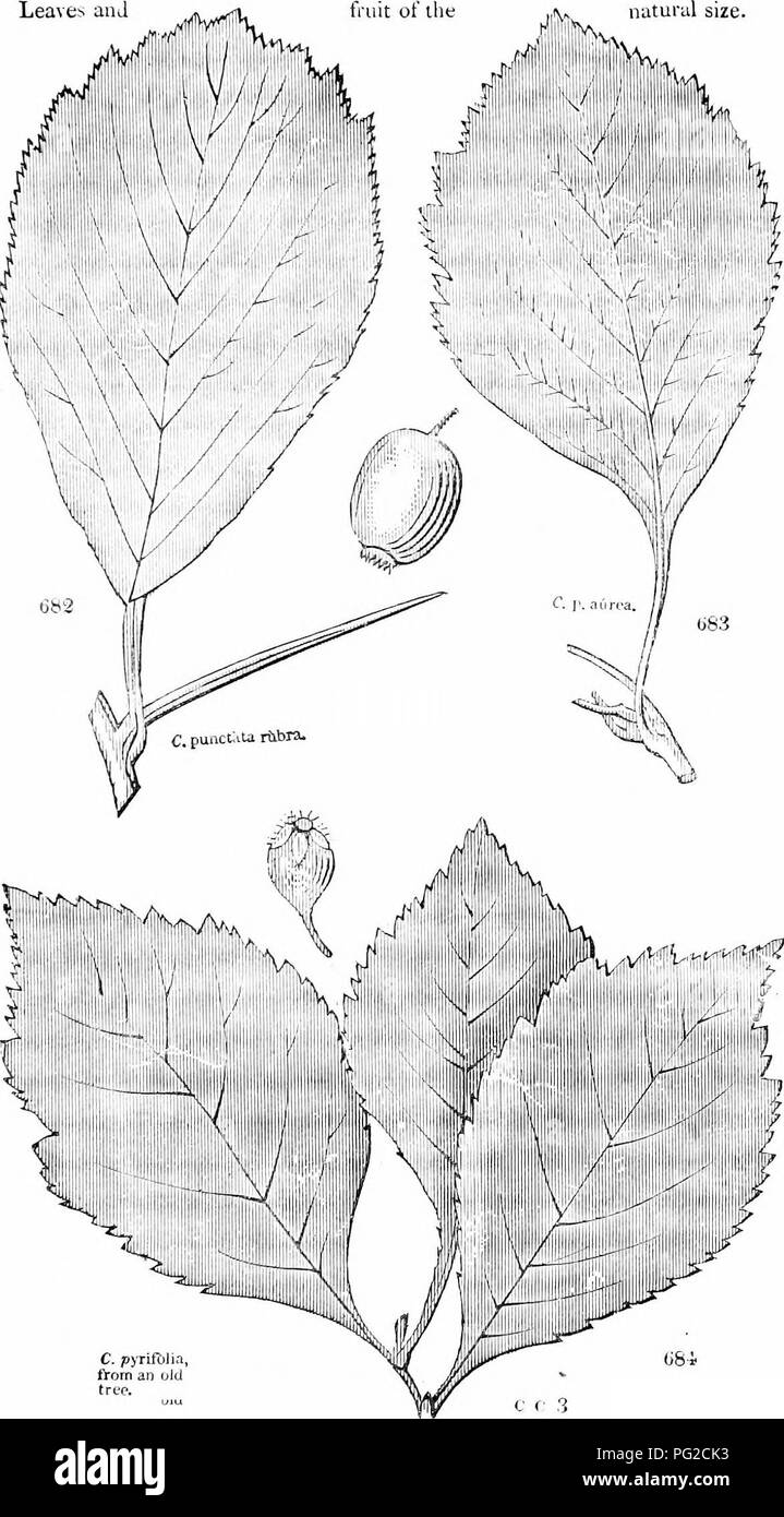 . Alberi e arbusti : un abridgment dell'Arboretum et fruticetum britannicum : contenente la hardy alberi e schrubs della Gran Bretagna, native e straniere, scientificamente e popolarmente descritto : con la loro propagazione, della cultura e degli usi e delle incisioni di quasi tutte le specie. Alberi e arbusti; le foreste e la silvicoltura. XXVI. BOSA CE.Ti : CRAT,e(JUS. 389 Crataegus punctata, e C. pi/rij'iilia. Il dottei a frutto grosso Thorn e il Peir-le-ived Thorn. Lea e un 1 tiuit ot iht. Si prega di notare che queste immagini vengono estratte dalla pagina sottoposta a scansione di immagini che possono essere state migliorate digitalmente per la leggibilità - colora Foto Stock