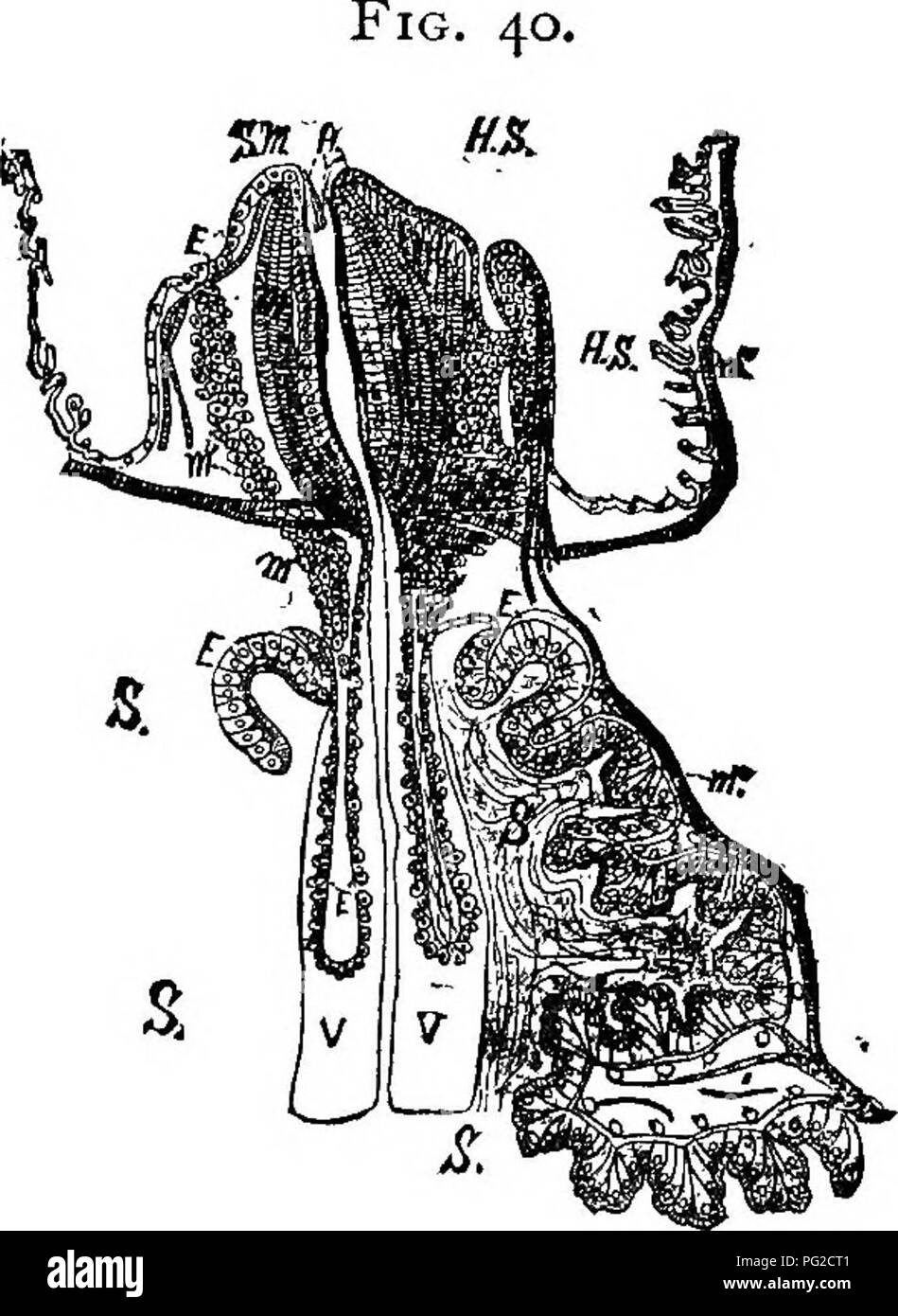 . L'apicoltore's guide : o manuale dell'apiario . La cultura delle api; le api. ii8 il miele allo stomaco. dovrebbero aspettarsi, come il miele deve essere regui-gitated da esso per il miele di cellule. Questa è veramente una camera di digestione, come il nettare-zucchero di canna-qui è cambiato per il miele-glucosio- come zucchero-ma questo è probabilmente attraverso il fermento. La sezione mostra' .struttura di miele-stomaco, stomaco-mese e lo stomaco. Hs miele-stomaco. 6" Stomaco. m muscoli. S m stomaco-bocca, B cellule epiteliali. V valvola dello stomaco. h i peli per trattenere il polline. ricevuti dalle ghiandole di Meckel e Ramdohr, e non da qualsiasi secrezione da Foto Stock