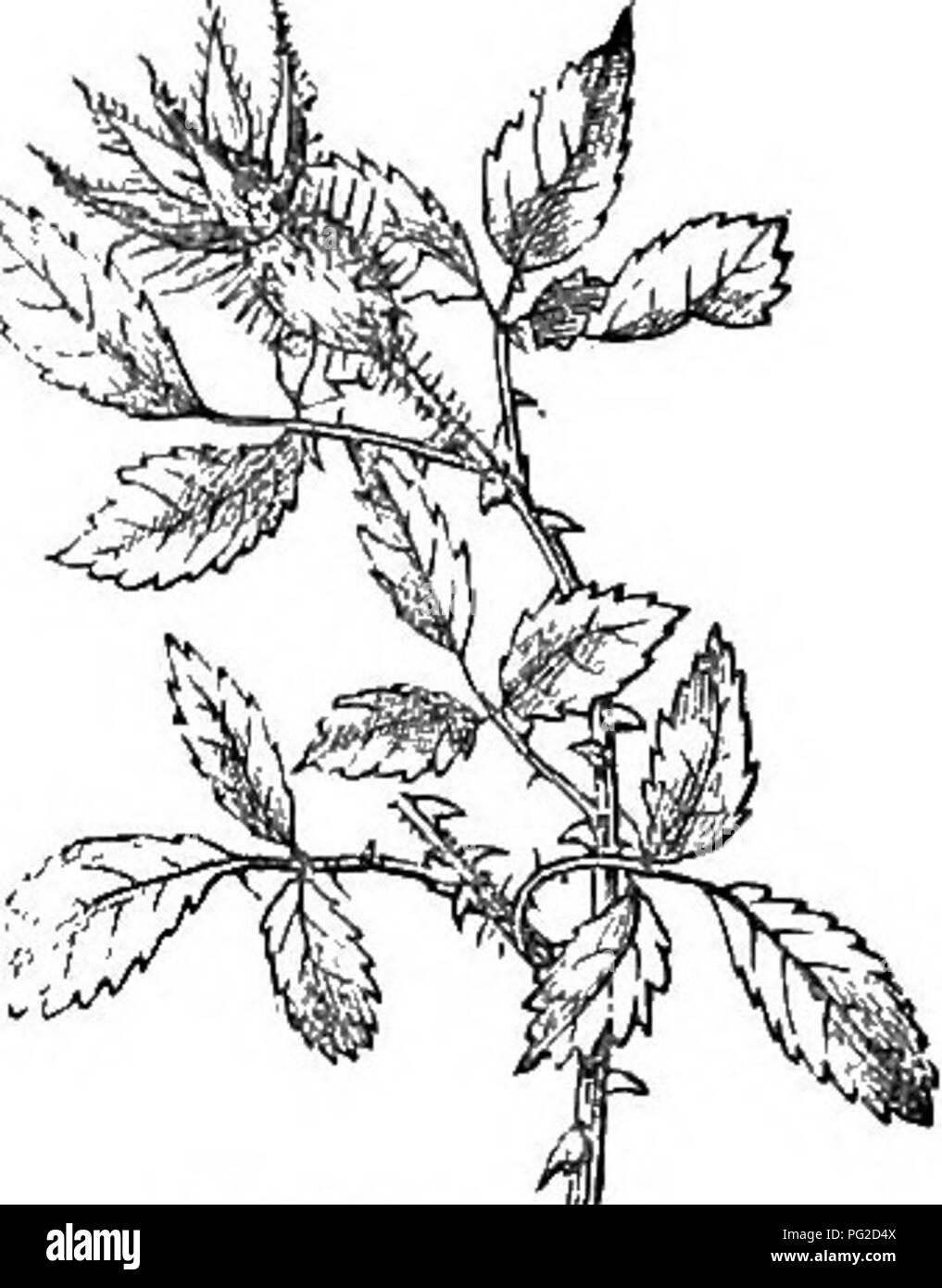 . Alberi e arbusti : un abridgment dell'Arboretum et fruticetum britannicum : contenente la hardy alberi e schrubs della Gran Bretagna, native e straniere, scientificamente e popolarmente descritto : con la loro propagazione, della cultura e degli usi e delle incisioni di quasi tutte le specie. Alberi e arbusti; le foreste e la silvicoltura. R. mlcroc&amp;rpa.. ^ 63. R. hy'stbix Lindl. Il porcospino Rose, Identiflcalim. Lindl. Ros. Monog., p. 129.; Don's Mill., 2. p. 694. Incisioni. Lindl. Ros. Monog., 1.17.; e ourjig, 632. Spec. Char., 8;c. Spine sui rami disuguali, affollata e quelli più grandi falcate, quelle piccole dritte. Foto Stock