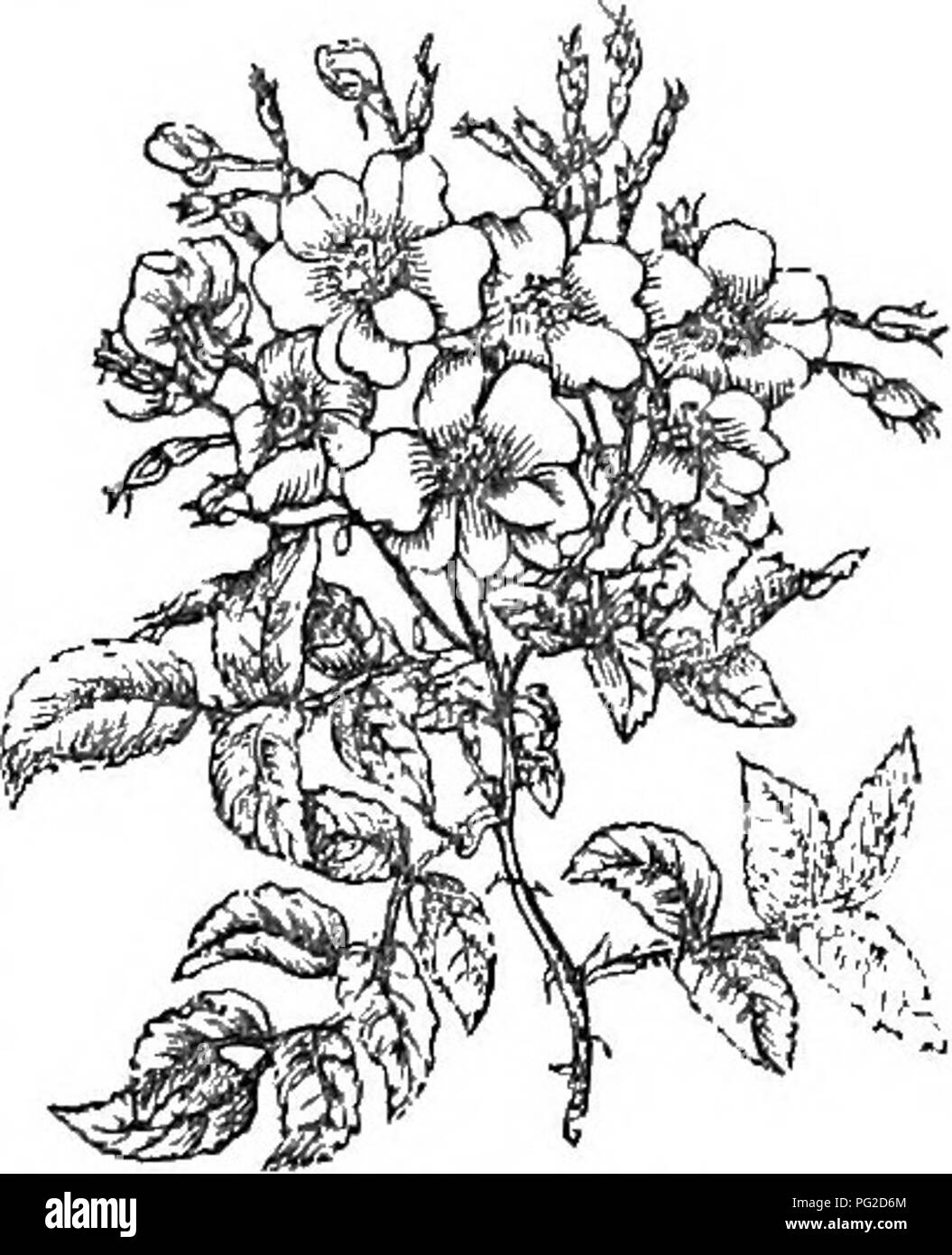 Questo lavoro copre una descrizione dettagliata di alberi e arbusti duri trovati in Gran Bretagna, sia nativi che stranieri. Include informazioni sulla loro identificazione, propagazione e uso, insieme alle incisioni di quasi tutte le specie. Il testo esplora anche il loro significato culturale ed ecologico nelle foreste britanniche e nell'orticoltura. Foto Stock