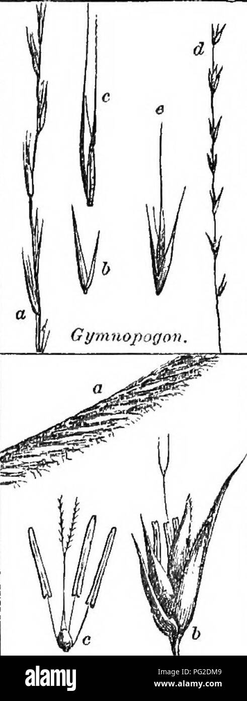 . Classe-libro di botanica : essendo i contorni della struttura, la fisiologia e la classificazione delle piante ; con una flora di Stati Uniti e Canada . La botanica; botanica; Botanica. . Si prega di notare che queste immagini vengono estratte dalla pagina sottoposta a scansione di immagini che possono essere state migliorate digitalmente per la leggibilità - Colorazione e aspetto di queste illustrazioni potrebbero non perfettamente assomigliano al lavoro originale. Legno, Alphonso, 1810-1881. New York : A. S. Barnes &AMP; bava Foto Stock