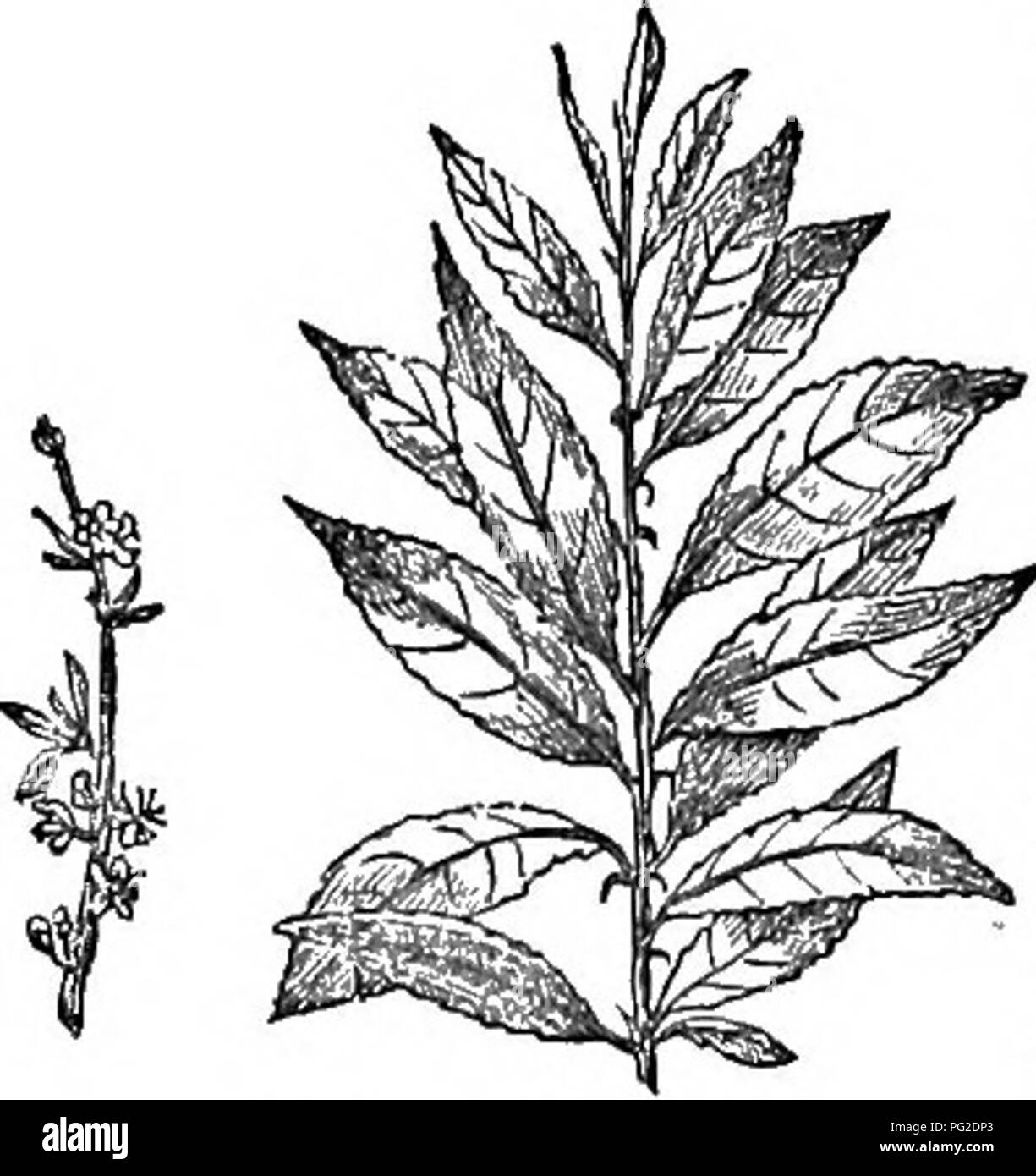 . Alberi e arbusti : un abridgment dell'Arboretum et fruticetum britannicum : contenente la hardy alberi e schrubs della Gran Bretagna, native e straniere, scientificamente e popolarmente descritto : con la loro propagazione, della cultura e degli usi e delle incisioni di quasi tutte le specie. Alberi e arbusti; le foreste e la silvicoltura. 288 ARBORETUM ET FRUTICETUM BRITANNICUM. obovate, acuminato glandularly, seghettata, glabrous Stipules subulate, ghiandolare, la lunghezza del picciolo. Picciolo glandless. (Don's mU.) un arbusto. Cina. Altezza 4 m a 6 m. Introd. in ]822. I fiori piccoli e bianchi. Drupa circa le dimensioni di th Foto Stock