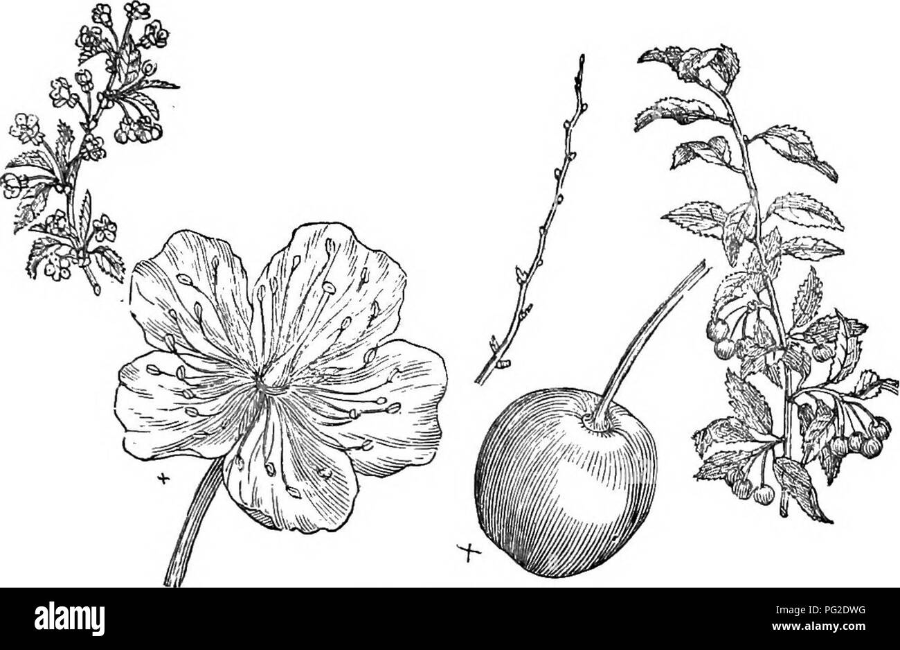 Una guida abbreviata agli alberi e arbusti duri della Gran Bretagna, che copre sia le specie autoctone che quelle non autoctone, tra cui la loro propagazione, coltivazione e usi, con incisioni dettagliate. Foto Stock