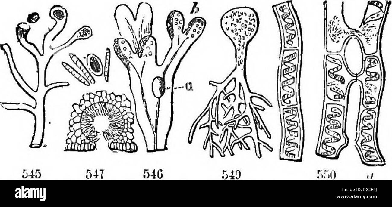 . Classe-libro di botanica : essendo i contorni della struttura, la fisiologia e la classificazione delle piante ; con una flora di Stati Uniti e Canada . La botanica; botanica; Botanica. 128 IL CRTPTOGAMIA o piante TLOWERLESS.. 545 04T alghe (A!g;e). 545, Vaaclieria formando e di8charp:in!r la sua sfinres (3) alle estremità. 546, Fucus; rt, aria-nave; ft, frnit, una massa di conceptacles. 547, sezione trasversale di un conceptaclo, 543 una spora con paraplaases. 549, Hydrofcastnim, costituito da una singola cella. 550, Spirogire (Frogspittle) uno dei ConfervEB; una, due thread (tballi) coniugato, 4. e., u Foto Stock