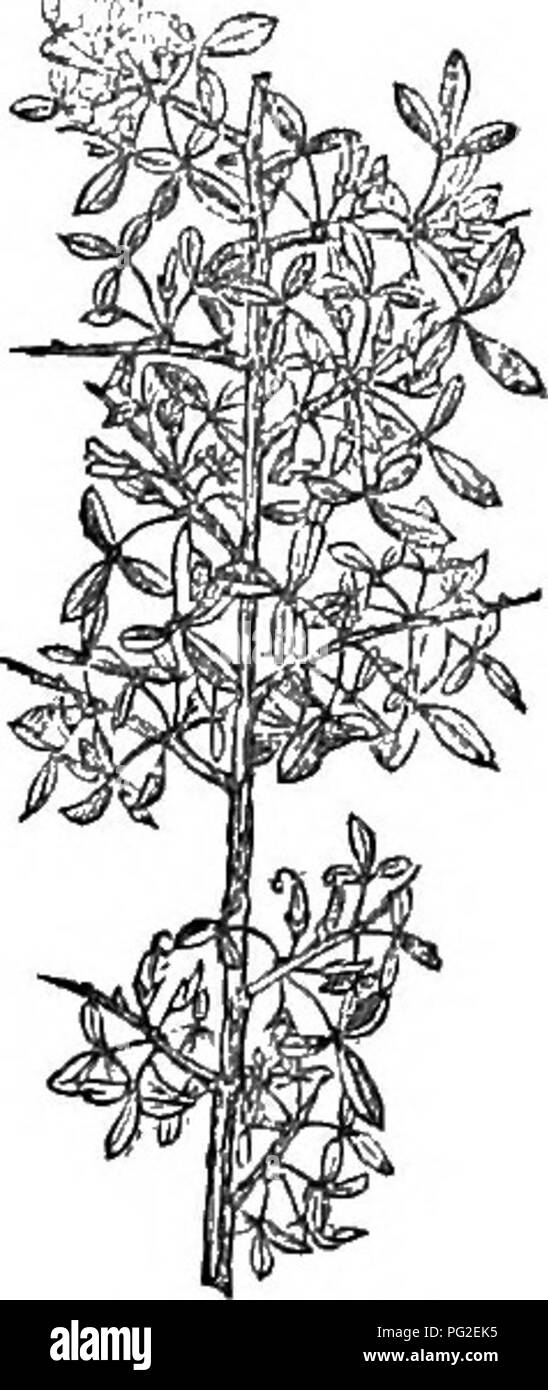 . Alberi e arbusti : un abridgment dell'Arboretum et fruticetum britannicum : contenente la hardy alberi e schrubs della Gran Bretagna, native e straniere, scientificamente e popolarmente descritto : con la loro propagazione, della cultura e degli usi e delle incisioni di quasi tutte le specie. Alberi e arbusti; le foreste e la silvicoltura. -A 11. C TRIBRACTEOLA^TUS Webb. I tre-bracted Cytisus. Identificazione. Iter Hispan., p. 51.; Otia Hispan., p. 3. Incisioni. Otia Hispan., t. 3. e la nostra figura, 351. Spec. Char., S^c. Decumbent. Rami tetragonale, divaricare, rigido e ottuso. Lascia trifoliolate, verticillately sub-oppo Foto Stock