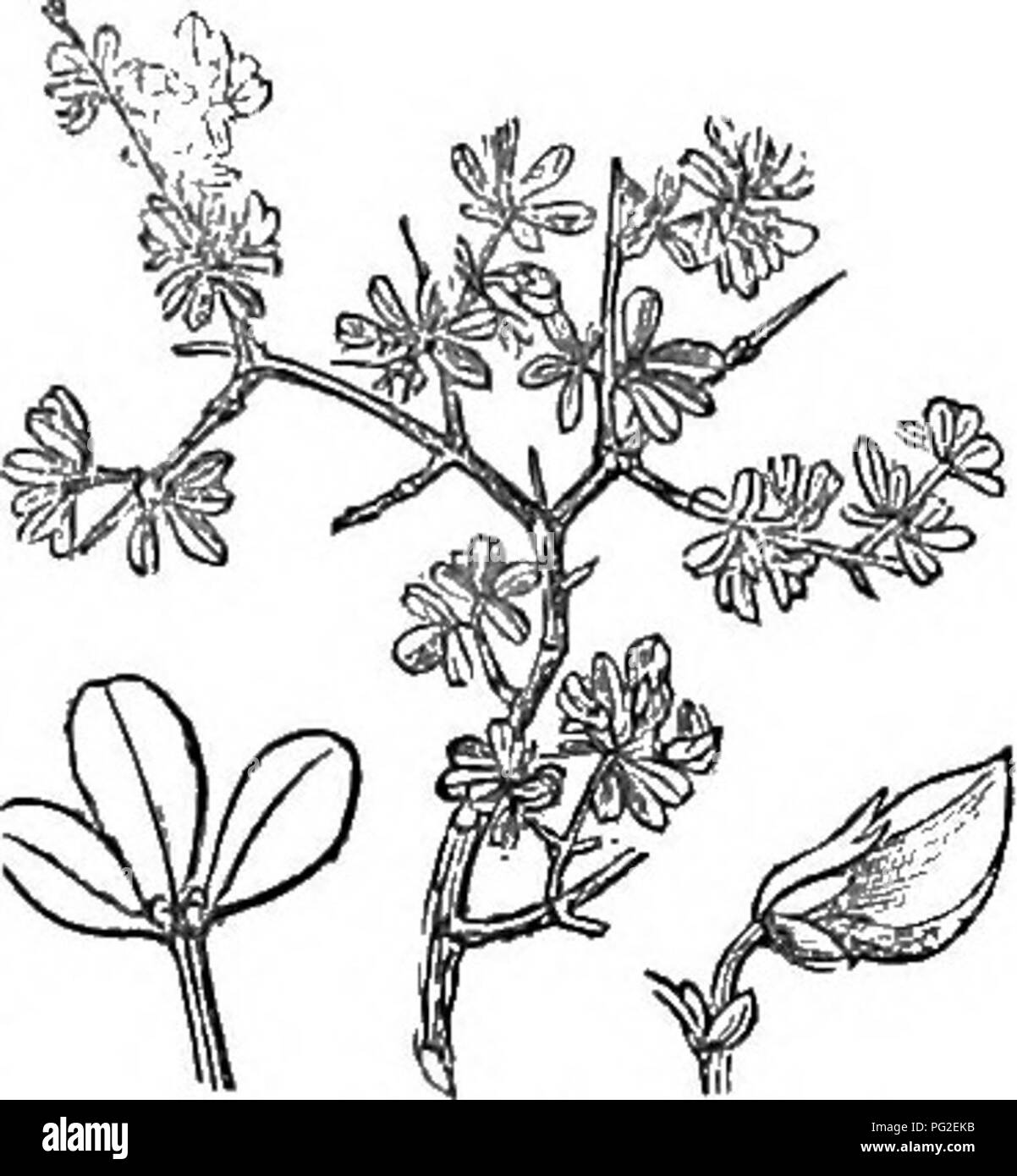 Questo lavoro descrive gli alberi e gli arbusti duri della Gran Bretagna, sia nativi che stranieri, coprendo la loro identificazione, propagazione, cultura e usi. Include incisioni dettagliate di quasi tutte le specie, come il Cytisus, un arbusto decumbente con rami rigidi e divaricati. Foto Stock