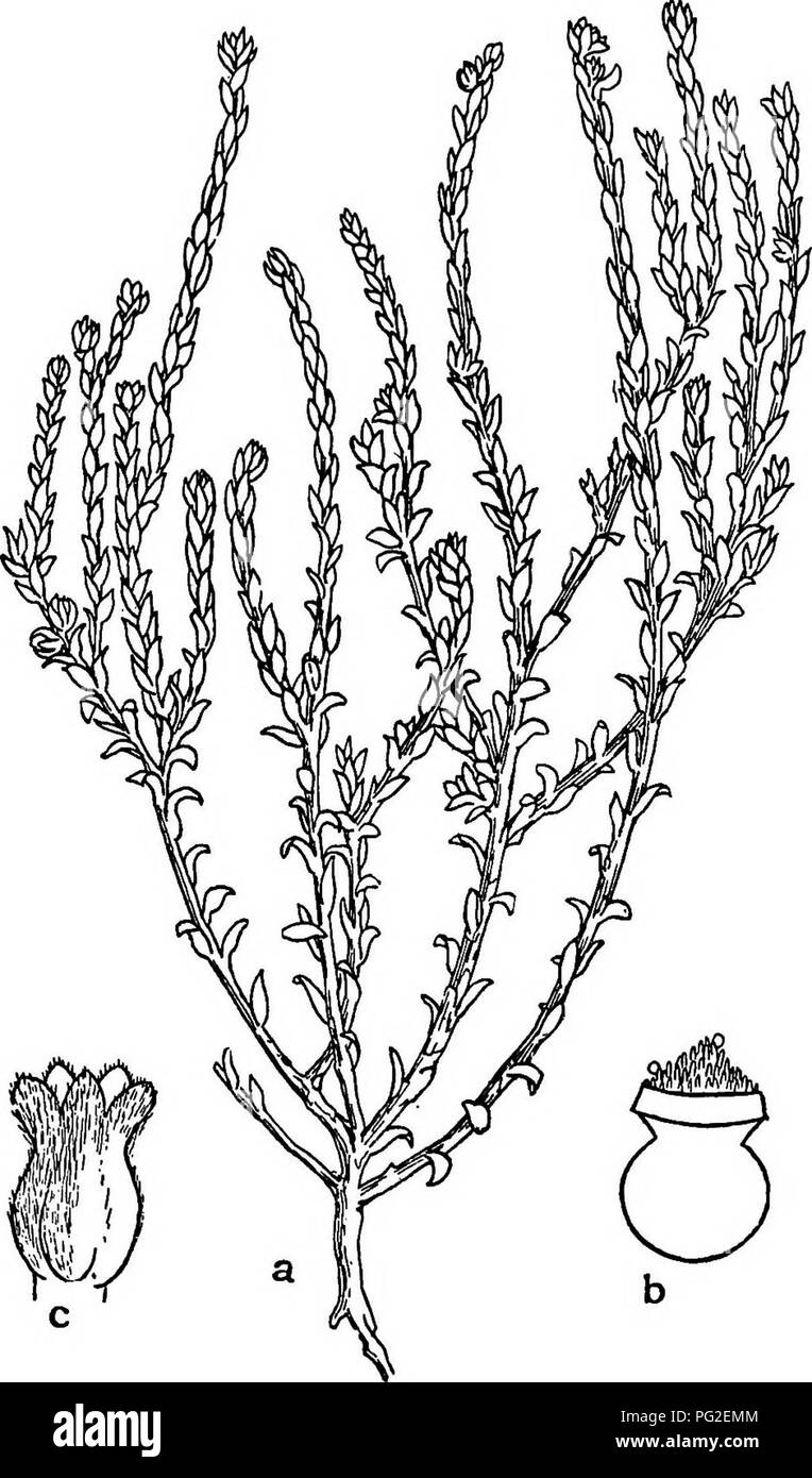 . Un naturalista in Bahamas:. Storia naturale. La flora di New Providence e ANDROS 179. Heliotropium manum. a. Impianto x j; J, ovaio; c, calice. Verbenace^ Lantana Camara L. non luicommon. Nassau, Gen.; Rosso baie, aprile (129, 490). Lantana crocea Jacq. Nicol's Town, Marzo; Conch Suono, può (352, 561). 352 ha più grandi foglie, 3,5-4,5 cm. di lunghezza e più corti peduncoli (1,5-2 cm.) e possono essere L. polyacantha Schauer,. Si prega di notare che queste immagini vengono estratte dalla pagina sottoposta a scansione di immagini che possono essere state migliorate digitalmente per la leggibilità - Colorazione e aspetto di queste illustrazioni potrebbero non pe Foto Stock
