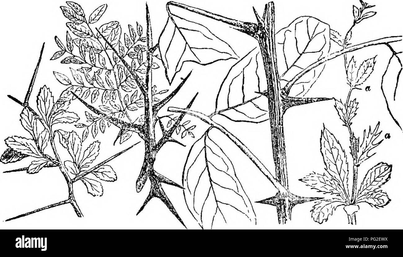 Classe-libro di botanica : essendo i contorni della struttura, la fisiologia e la classificazione delle piante ; con una flora di Stati Uniti e Canada . La botanica; botanica; Botanica. 66