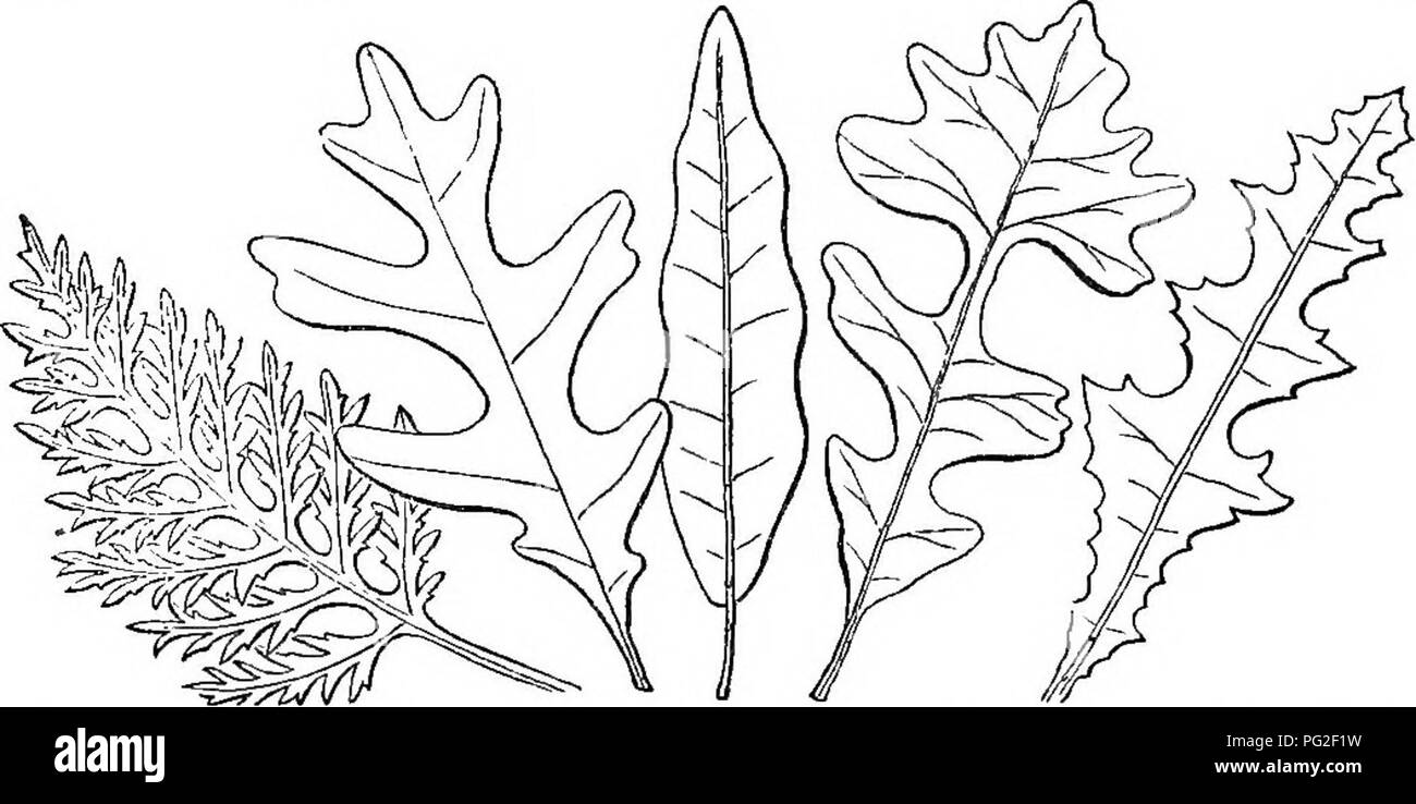 . Classe-libro di botanica : essendo i contorni della struttura, la fisiologia e la classificazione delle piante ; con una flora di Stati Uniti e Canada . La botanica; botanica; Botanica. 180 181 forma di foglie. ISO, Sllene Virpnica.. 181, Magnolia Fraseri. 130, AraMs dentata, 18T, Polygonum arifolium. 1.12. Ilepatica aoutiloba. 133, Asarum Virginioum. 1:J4, Hyrtro- cotylo Americana. 135, II. umbellata. veinlets rispetto al relativo sviluppo del tessuto interposto. La Y>Te1ix pinnated è ovviamente utilizzata in contrasto vfith. palmated tra palmate venata di forme. 142 139 188 140 ml. Feather-Teined leav Foto Stock